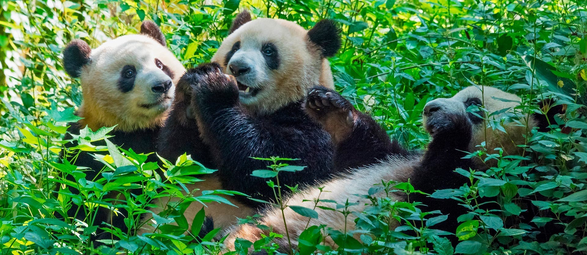 De la Gran Muralla a los pandas de Chengdú