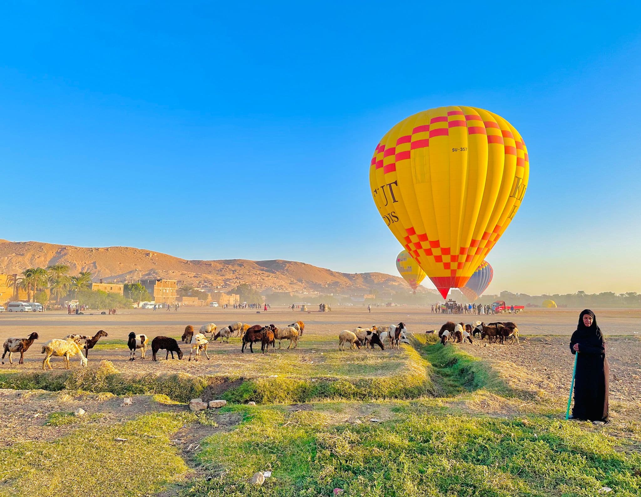 A large yellow hot air balloon lifting off over grazing sheep with a local woman standing on the field near Luxor, Egypt.