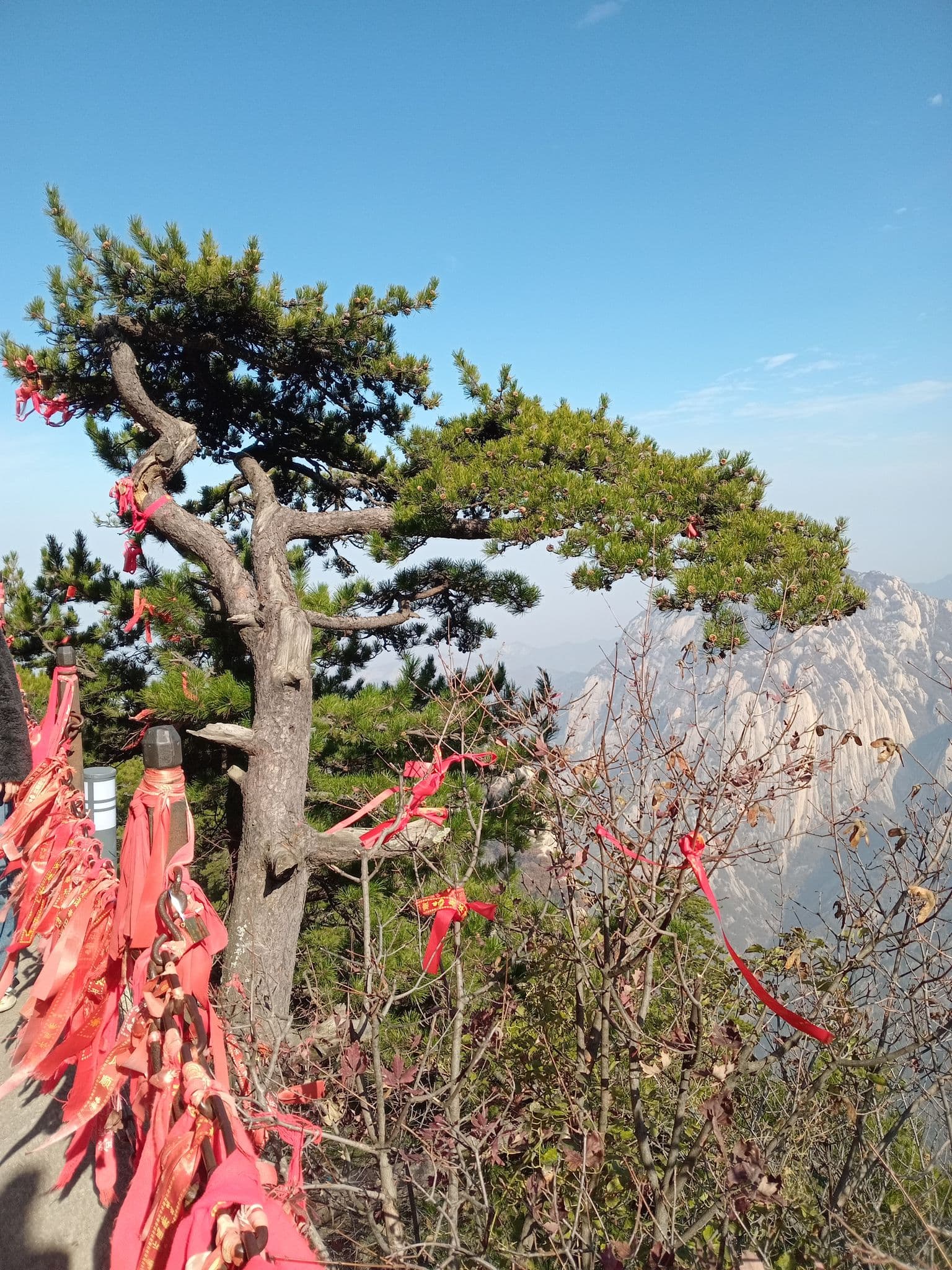 Gnarled pine tree and red prayer ribbons tied to a railing on a mountain path with rocky peaks beyond in China.