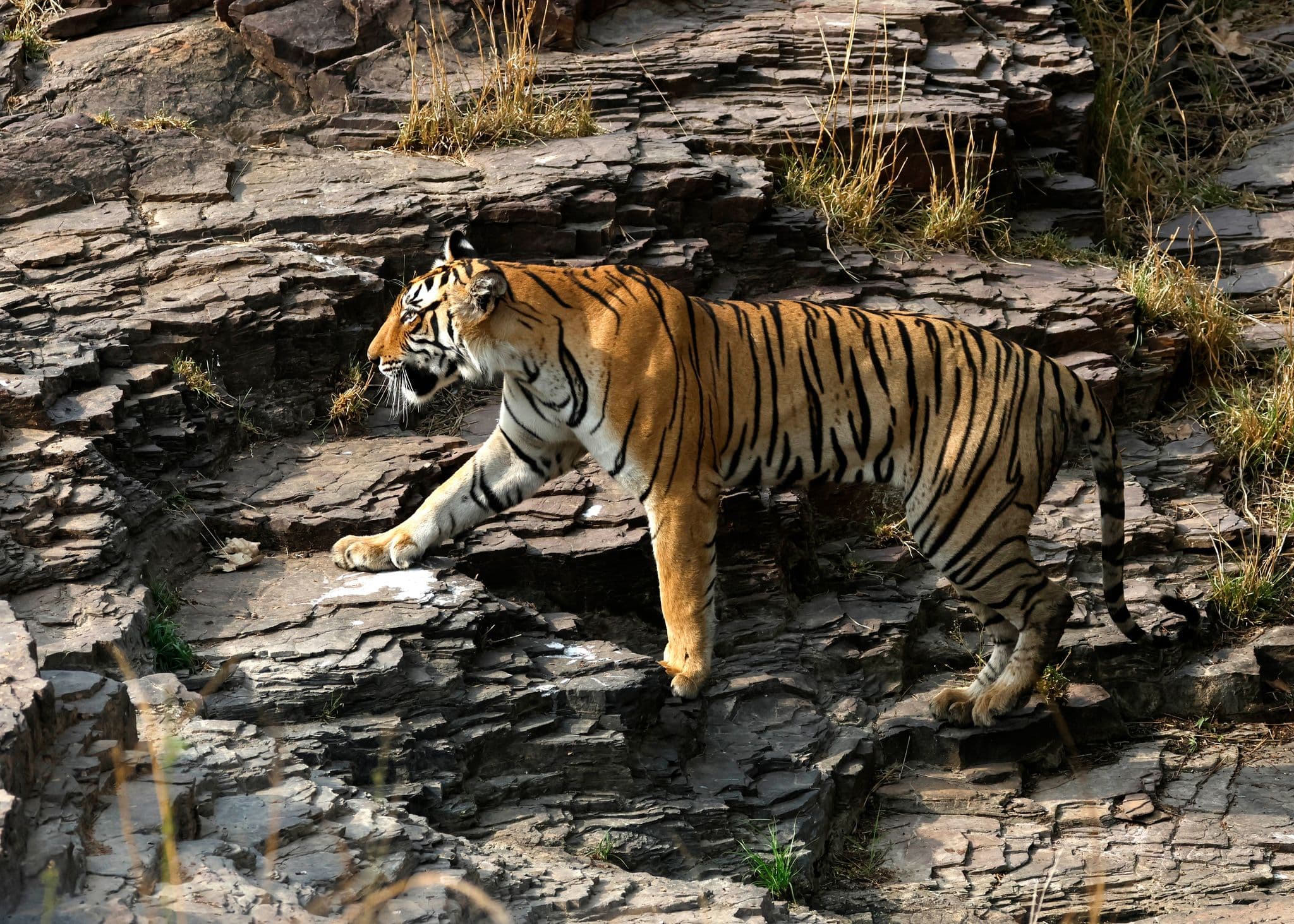 Bengal tiger walking across rocky outcrop at Ranthambore National Park, Rajasthan, India.