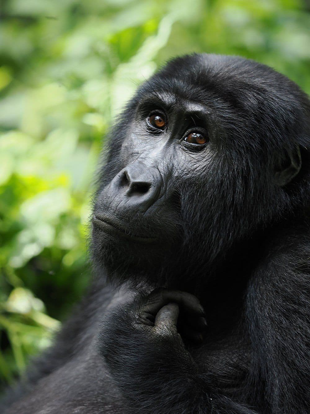 Mountain gorilla close-up looking upward in Bwindi Impenetrable National Park, Uganda during a gorilla trekking trip.