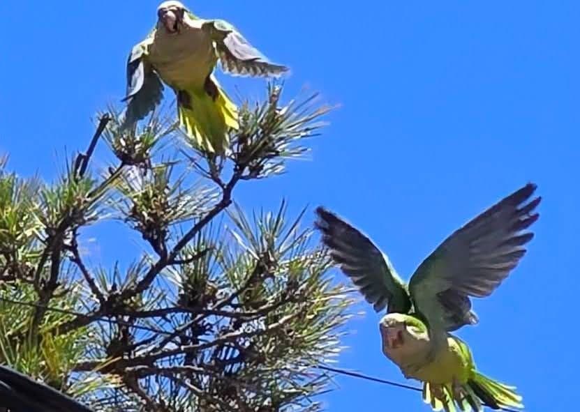 Two green parrots taking flight from a pine tree against a clear blue sky in Ecuador.