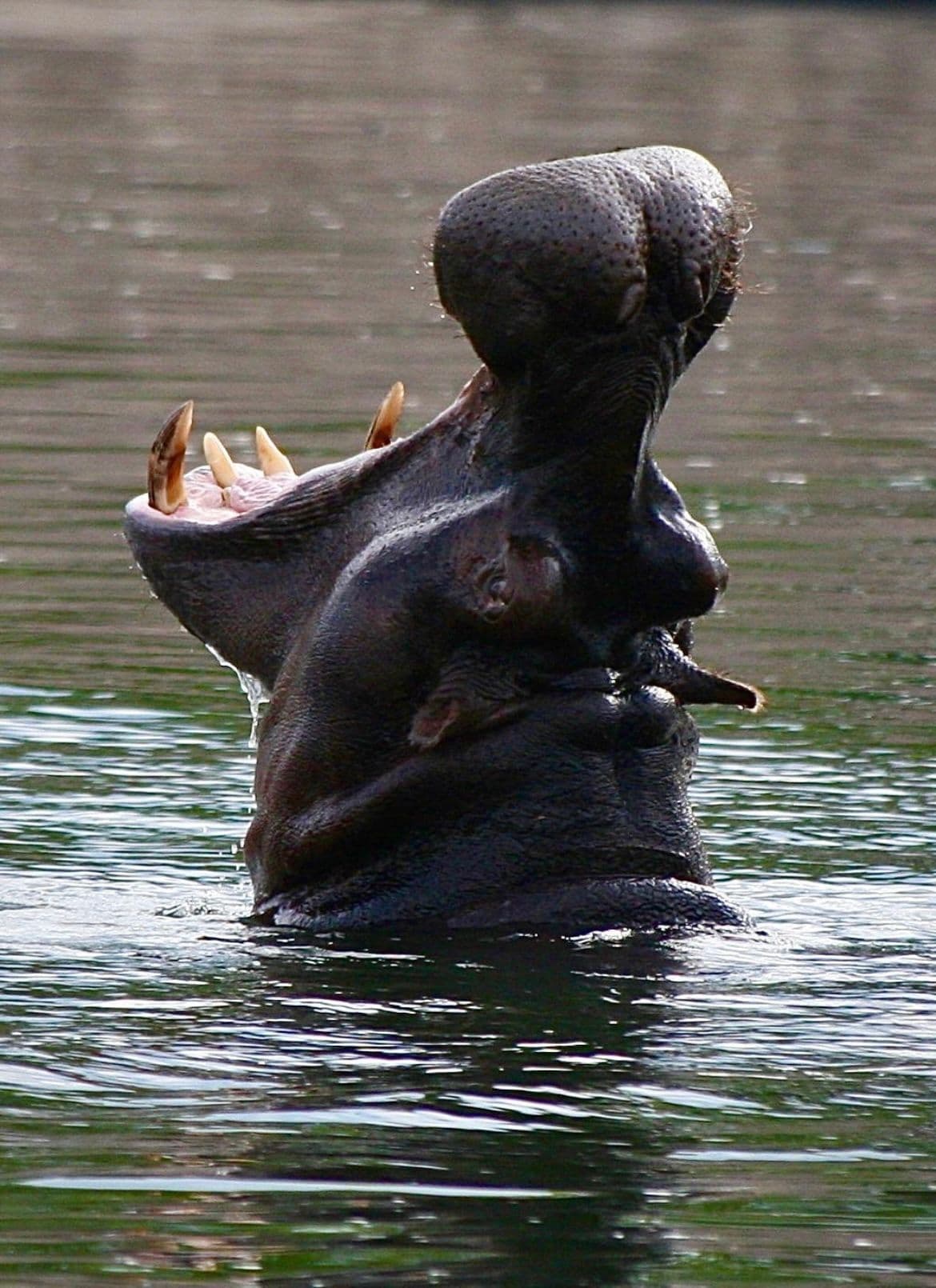 A hippopotamus rising from the water with its mouth wide open on the Chobe River, Botswana.