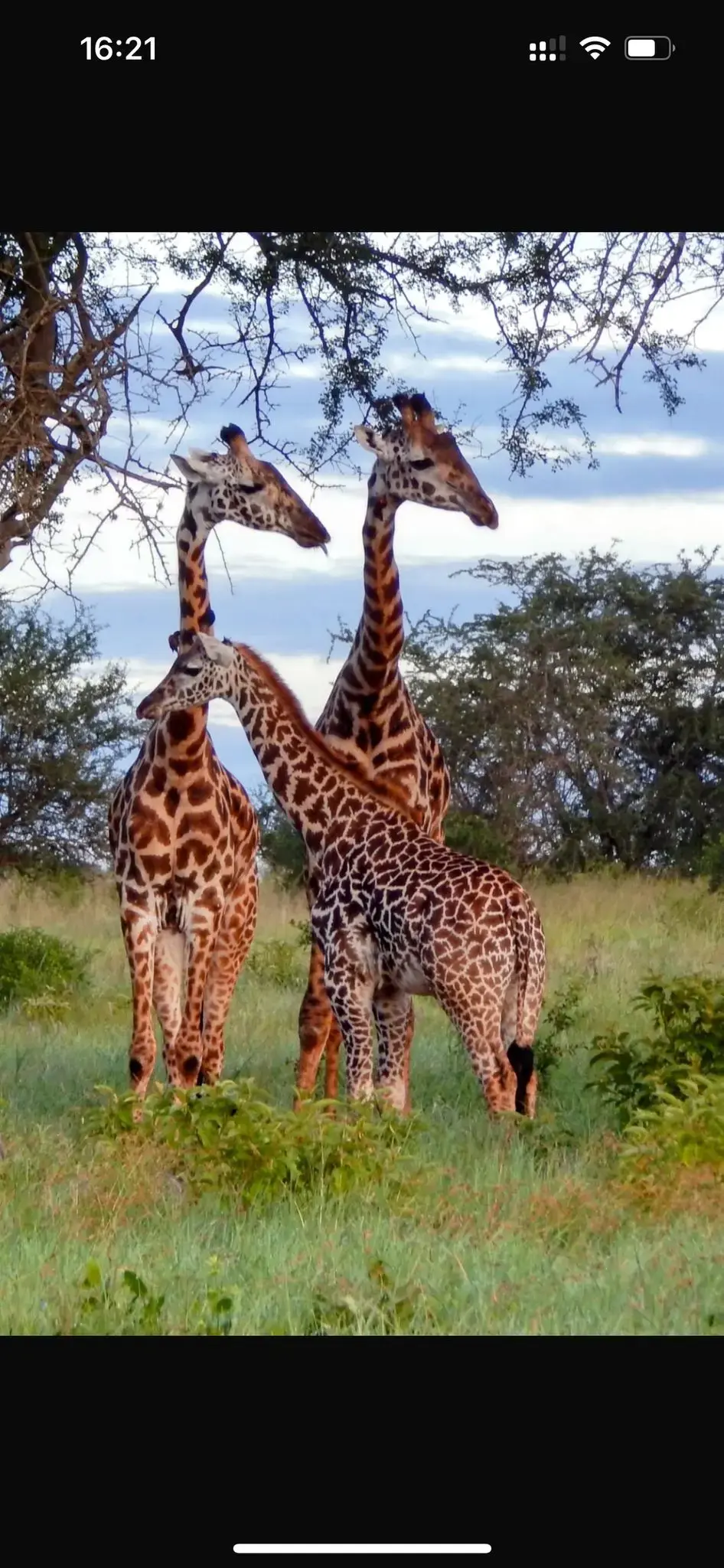 Three giraffes standing in grassy savanna beneath acacia trees in Amboseli National Park, Kenya.