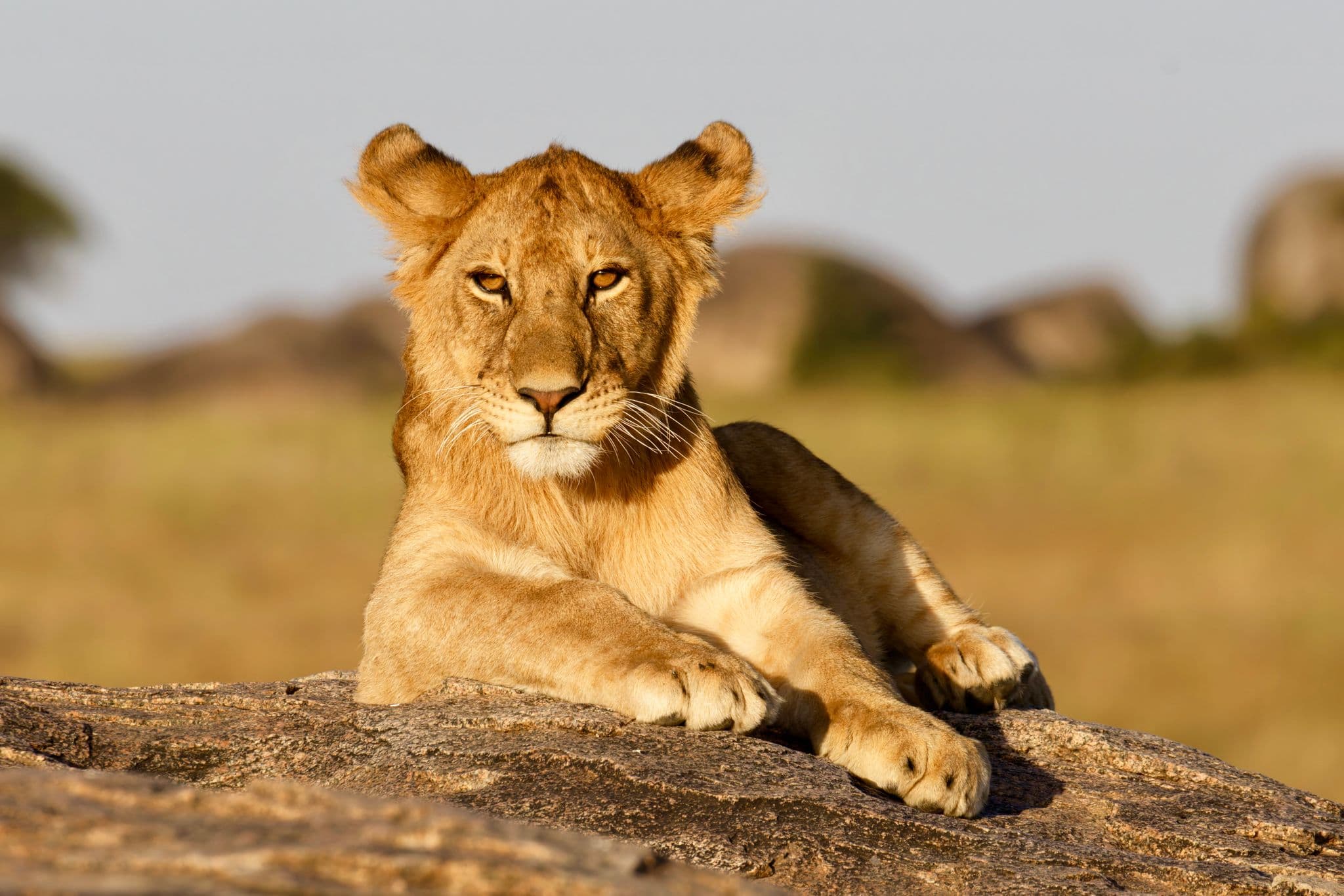 Lioness resting on a rock in Serengeti National Park, Tanzania, with grassy plains in the background.