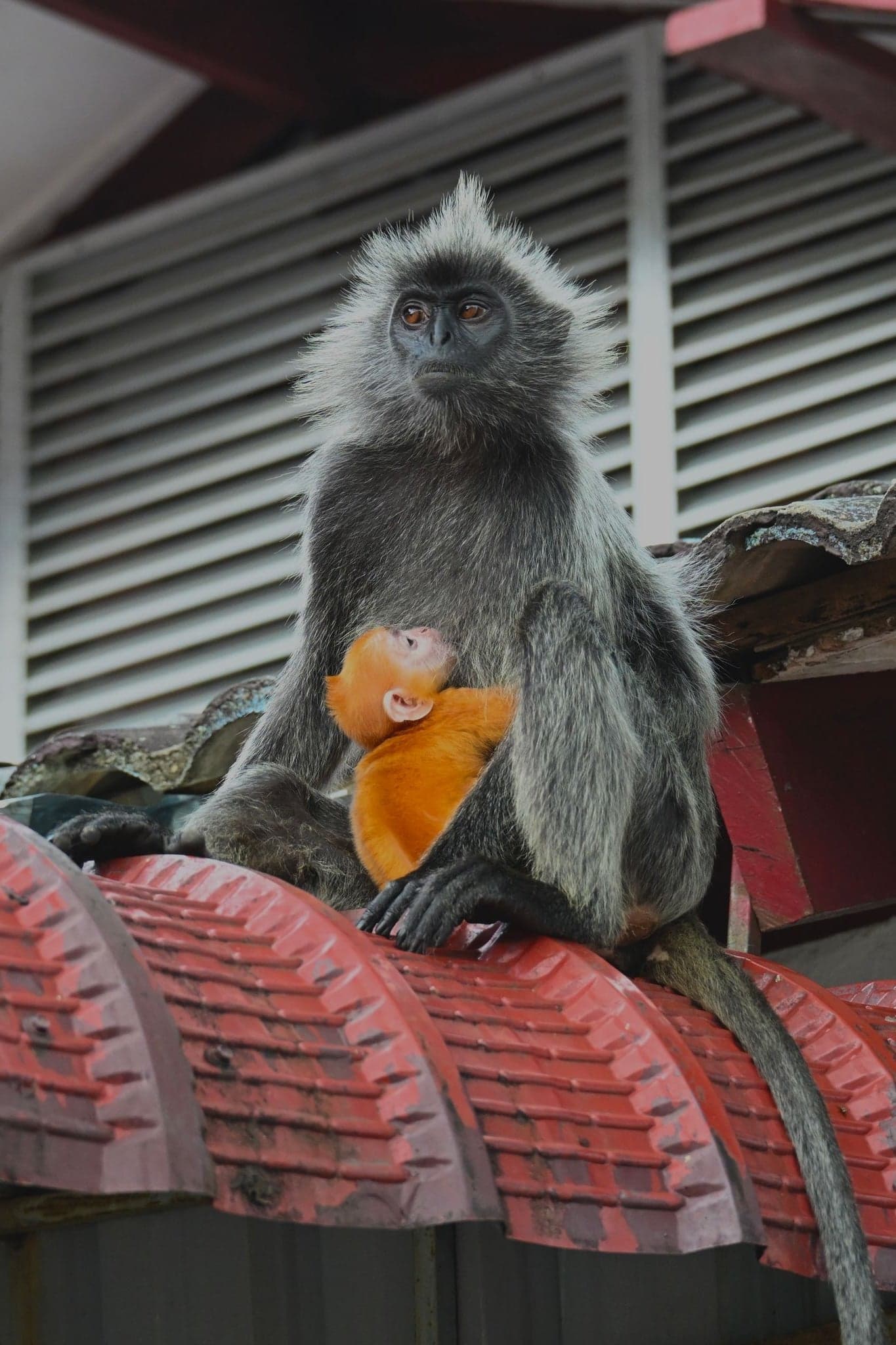 Silvered leaf monkey with an orange infant clinging to its chest while perched on a red tiled roof in Malaysia.