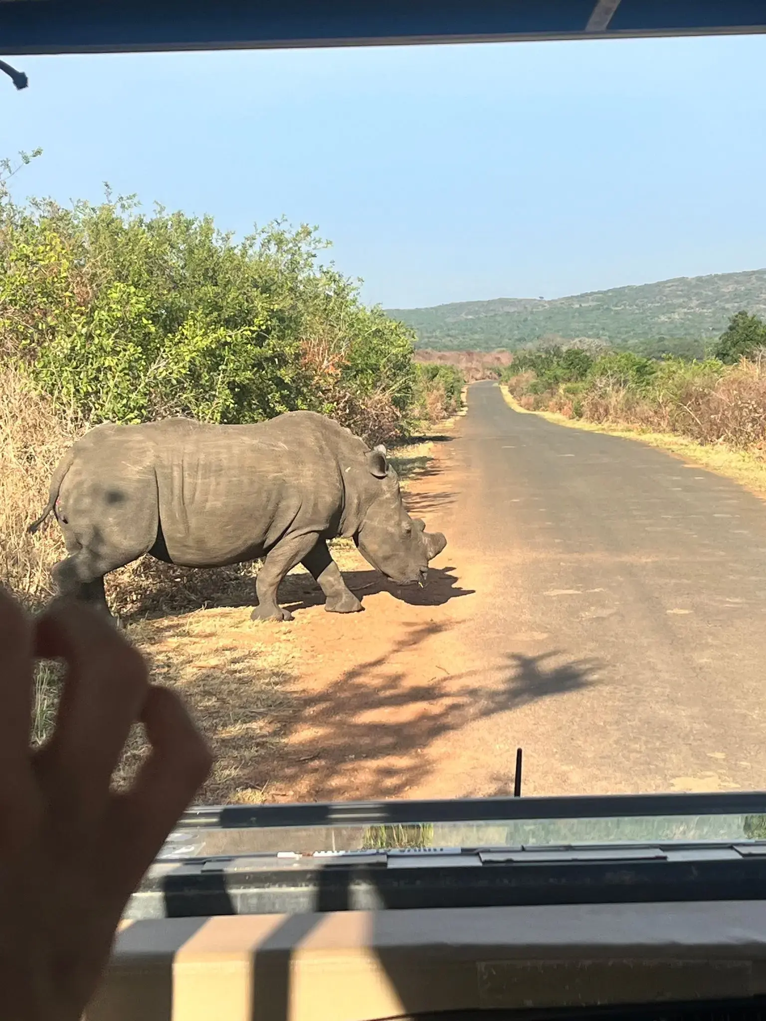 White rhinoceros crossing a paved safari road with a vehicle dashboard and a passenger's hand visible in the foreground.