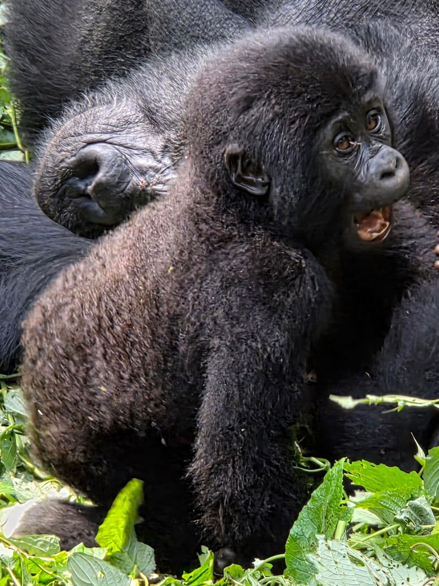 Young mountain gorilla beside an adult, sitting among green foliage in Bwindi Impenetrable National Park, Uganda.