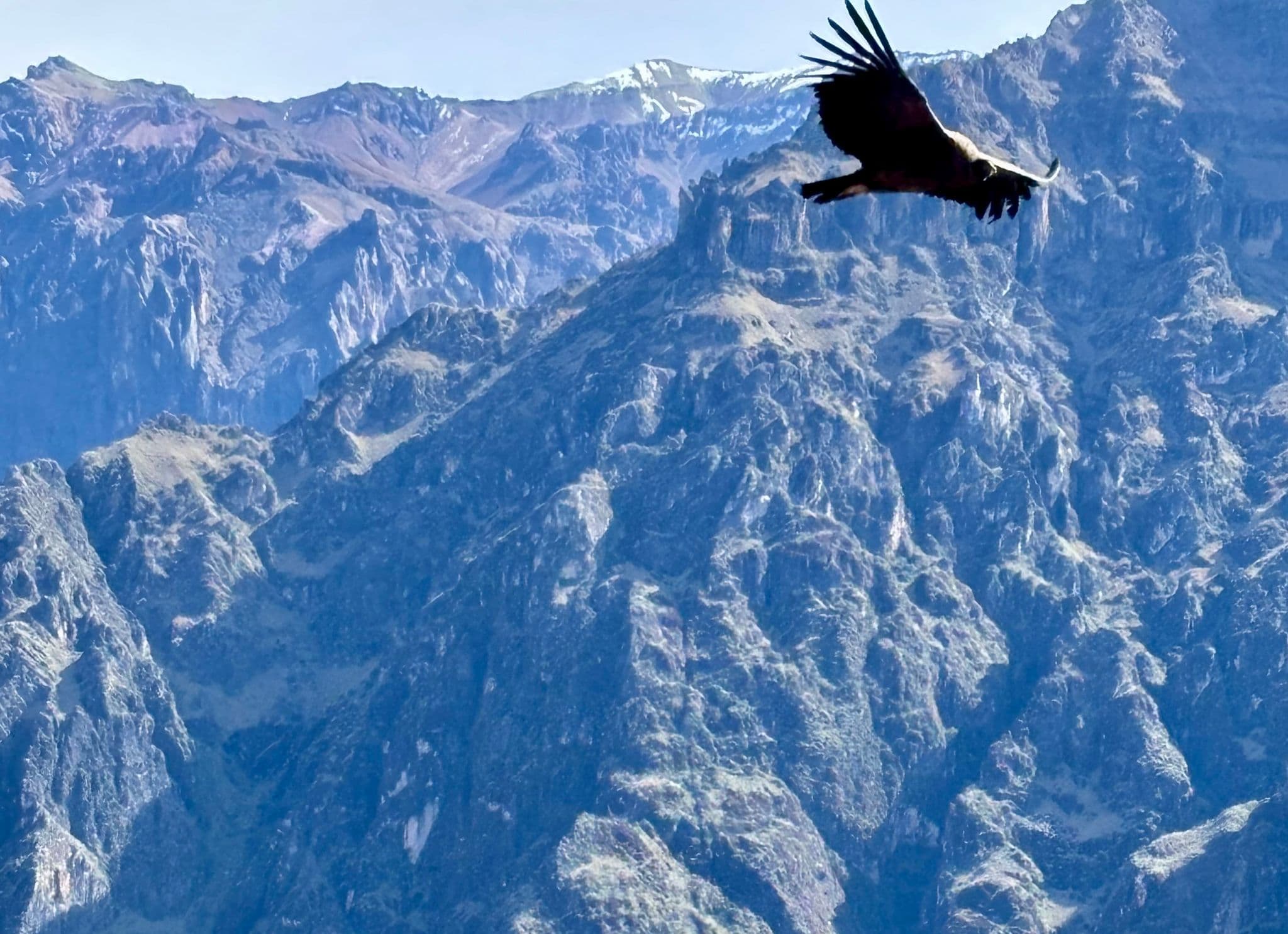 Andean condor gliding above the cliffs of Colca Canyon, near Arequipa, Peru.