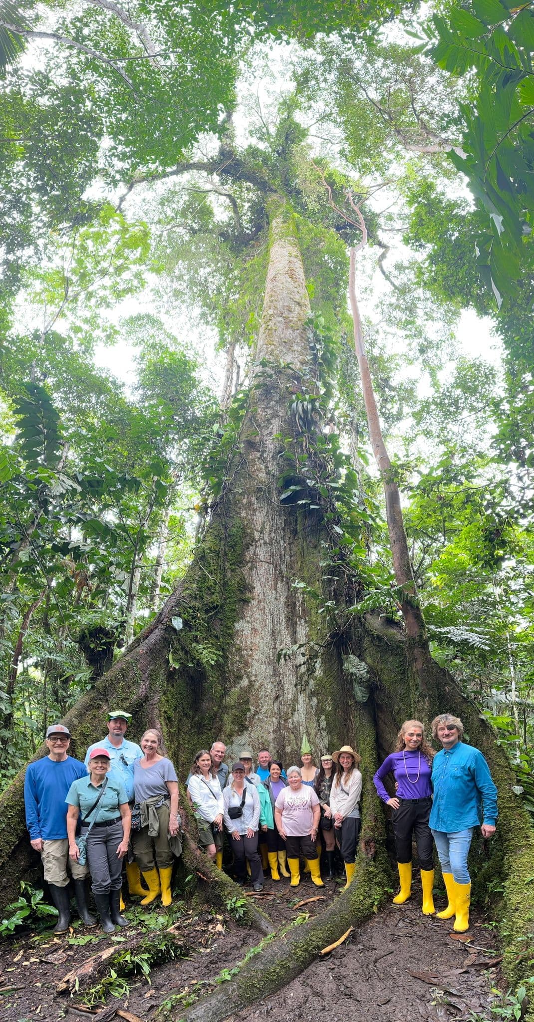 Giant buttress-rooted rainforest tree with a group of travelers in yellow rubber boots standing at its base in the Amazon rainforest.