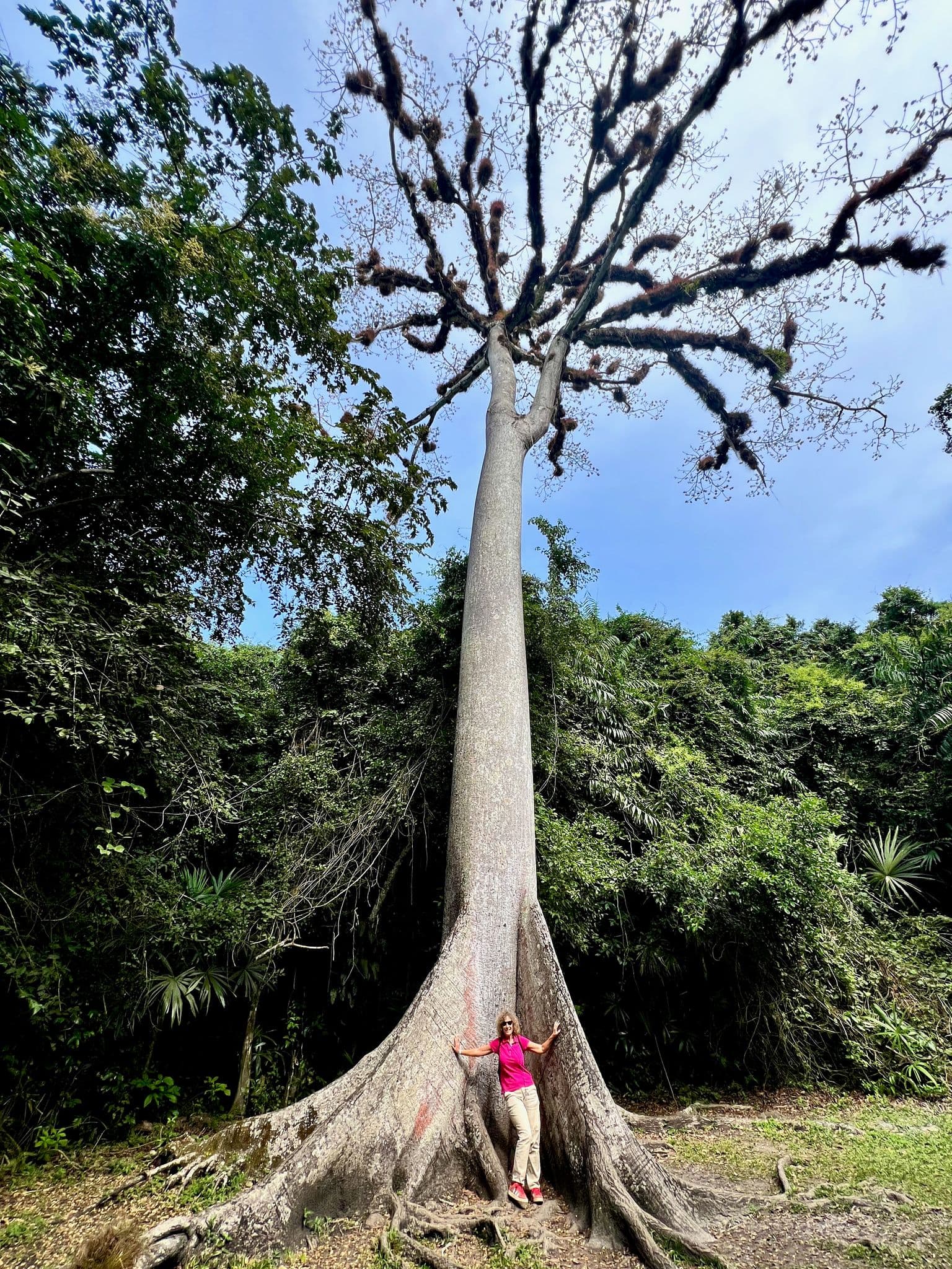 Ceiba tree towering over a person leaning in its buttress roots at Tikal National Park, Guatemala.