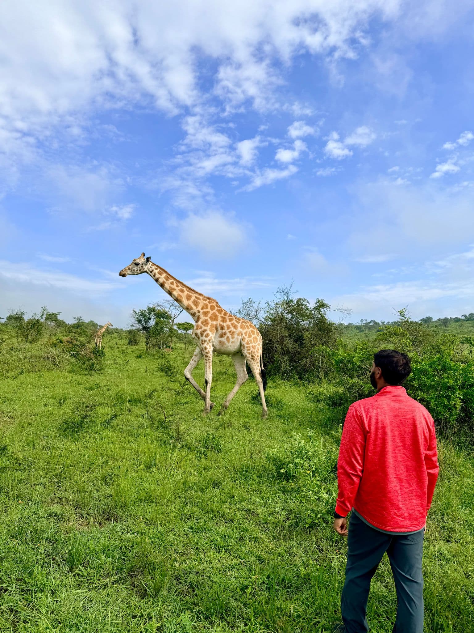 Giraffe walking across green savanna as a person in a red jacket watches during a game walk in Uganda.
