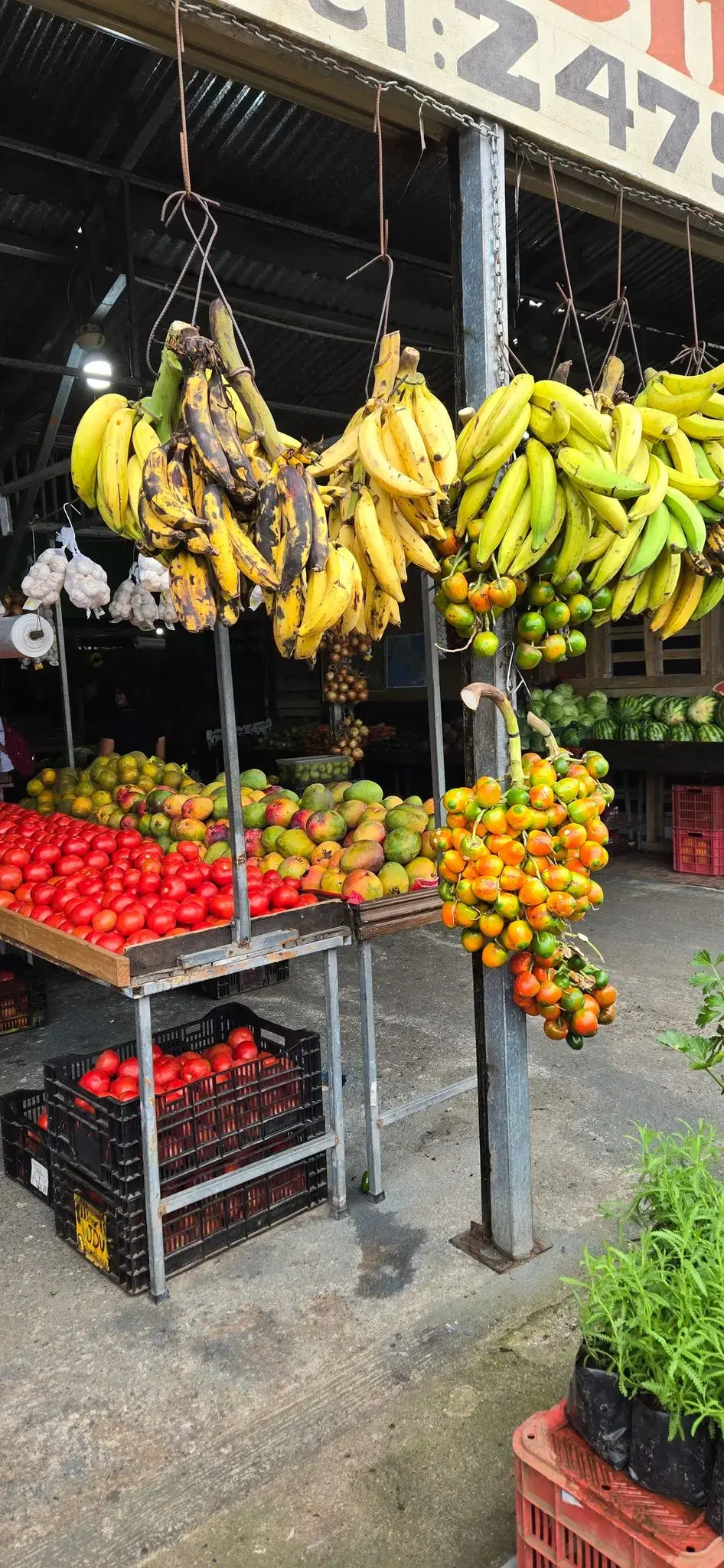 Hanging bunches of bananas with tomatoes, mangoes, and small citrus on display at La Fortuna Market, La Fortuna, Costa Rica.