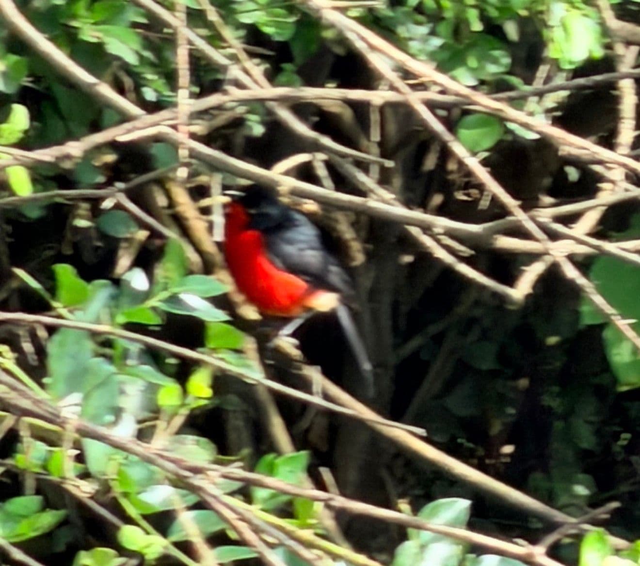 Black-headed gonolek perched among dense branches on a bird walk, Uganda.