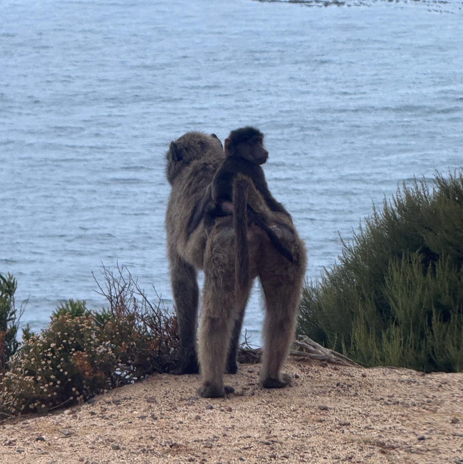 Adult baboon with a young baboon riding on its back on a coastal bluff, ocean in the background, South Africa.