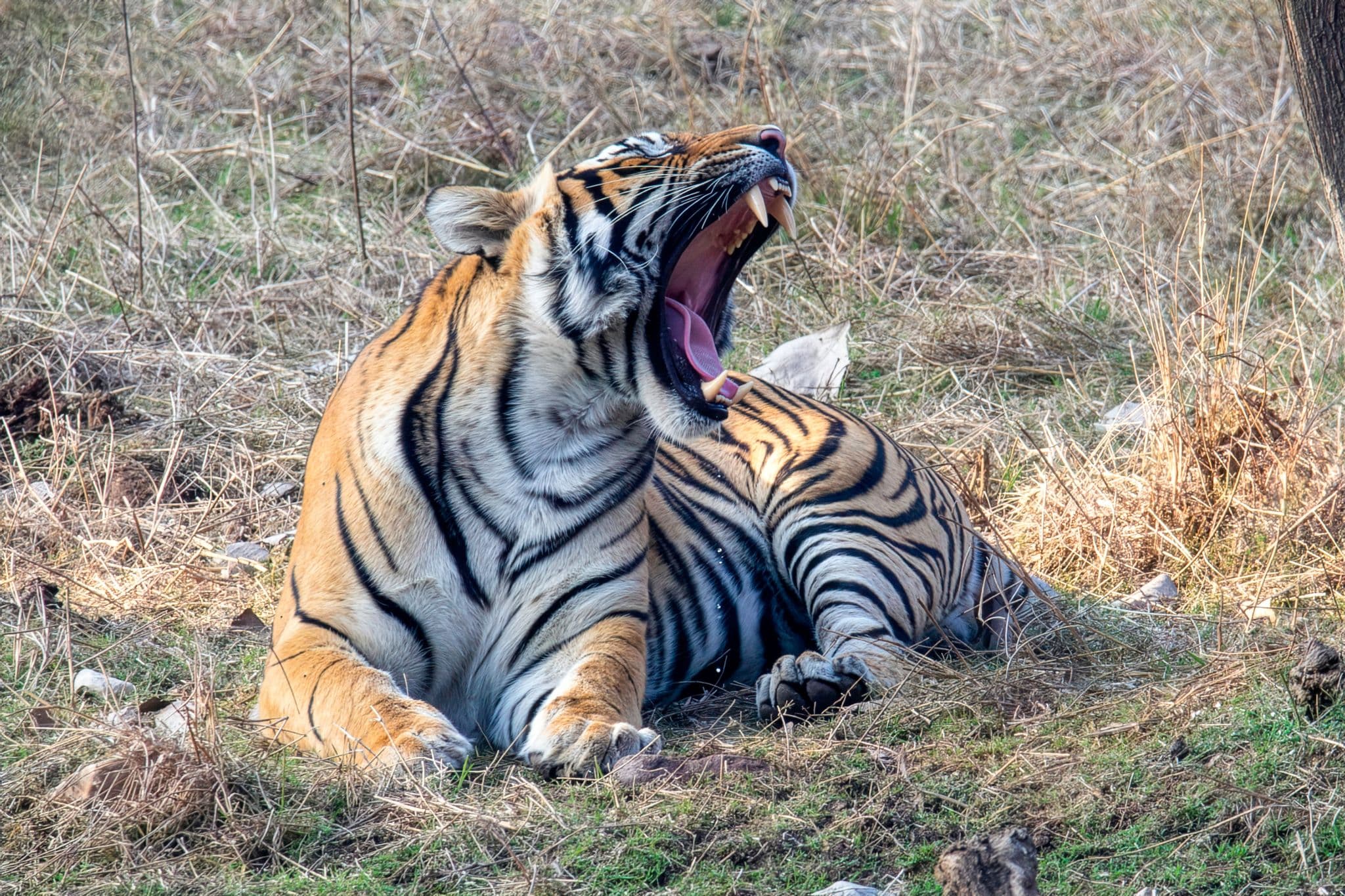 Bengal tiger yawning while lying in dry grass at Ranthambore National Park, Rajasthan, India.