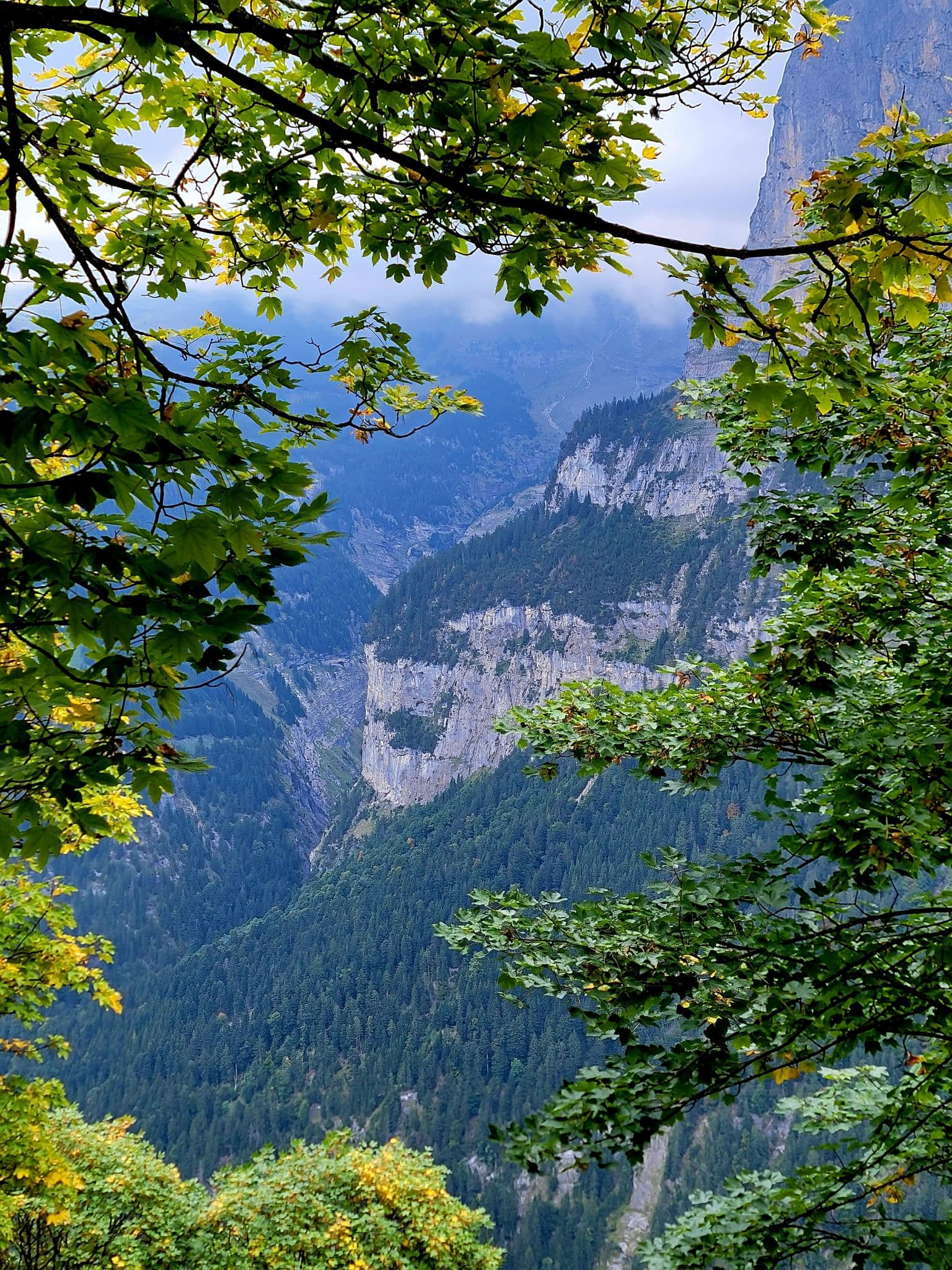 Forest-covered mountain valley framed by leafy branches with rocky cliffs in the background, Switzerland.