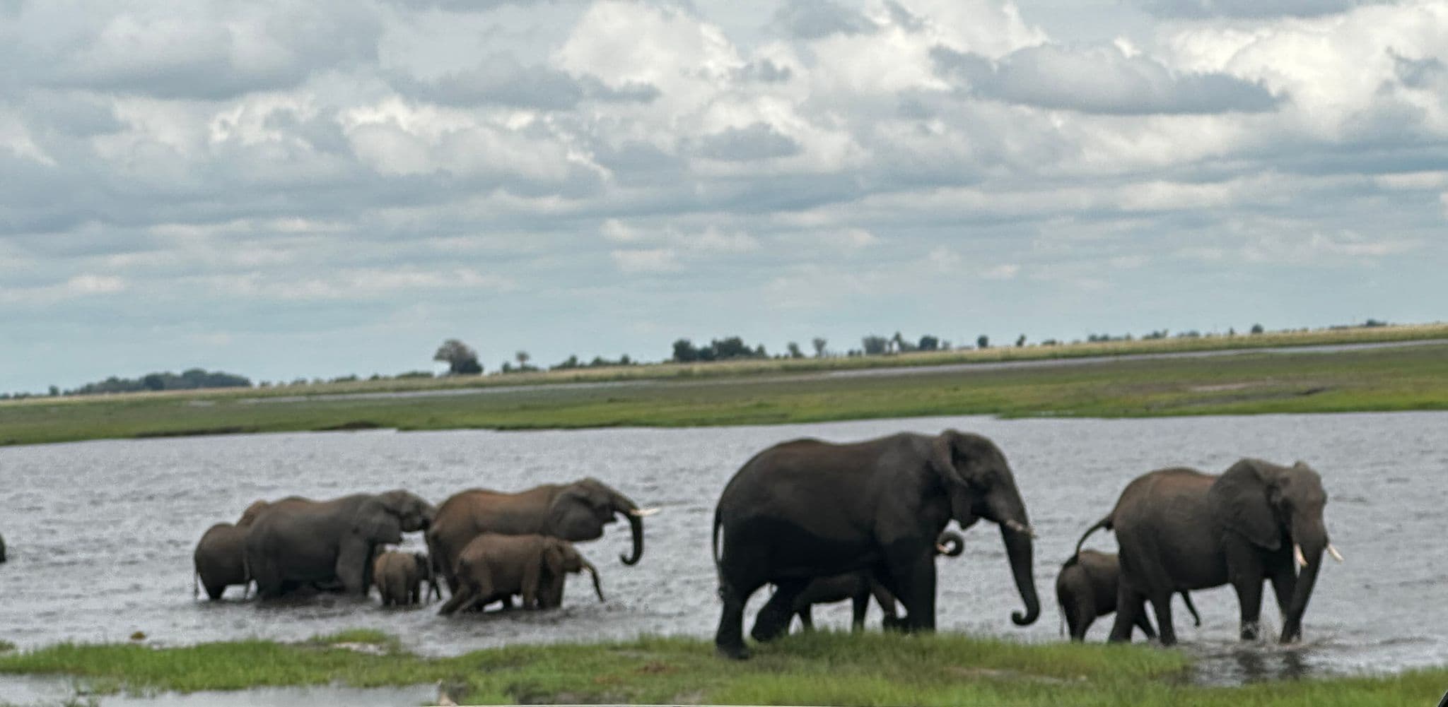 Herd of elephants wading across a shallow river at Chobe National Park, Botswana.