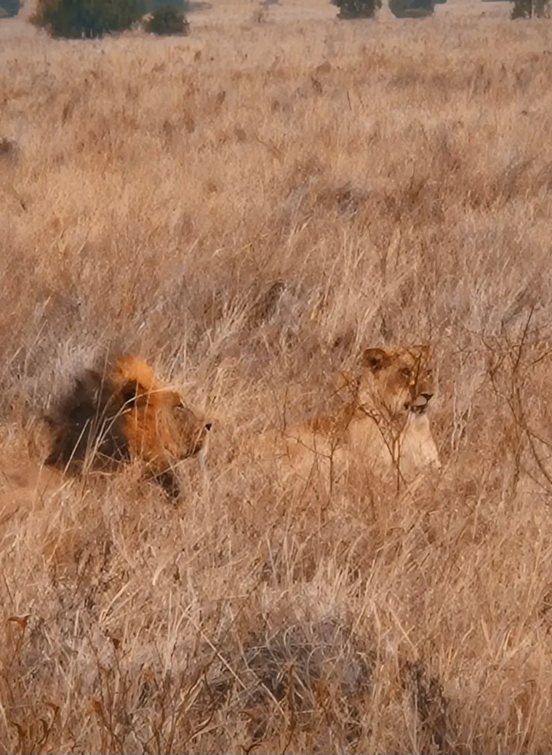 A male lion and a lioness resting in dry savanna grass on a safari in Kenya.