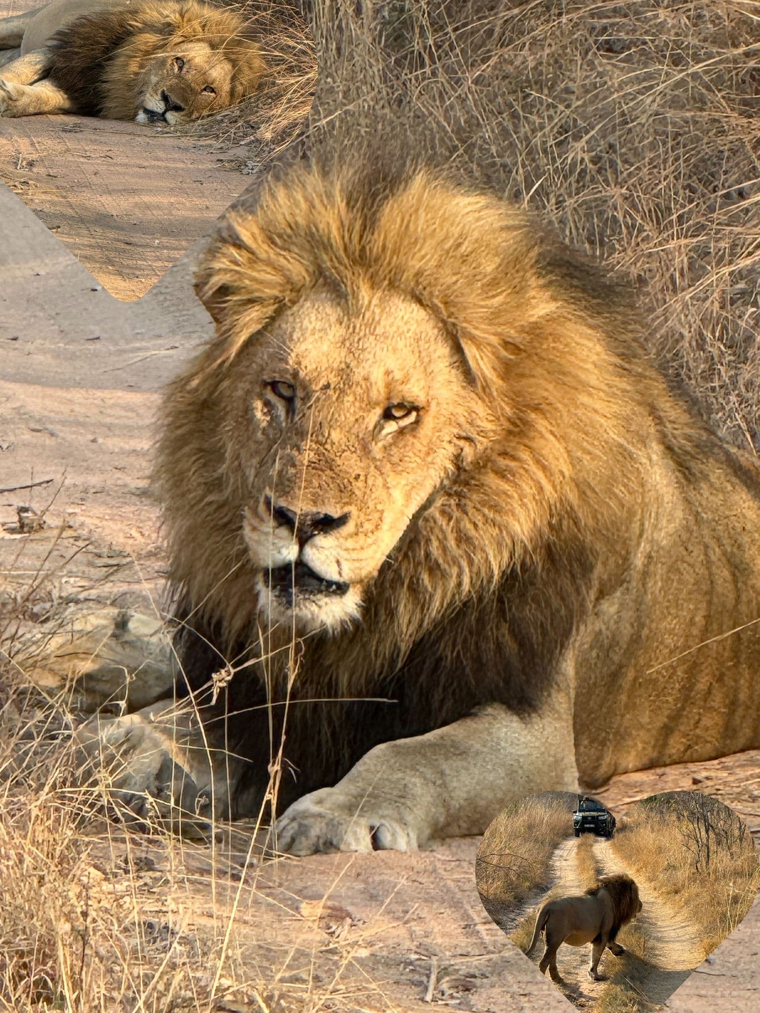 Male lion lying on a dirt track in dry grass with a safari vehicle watching during a game drive.