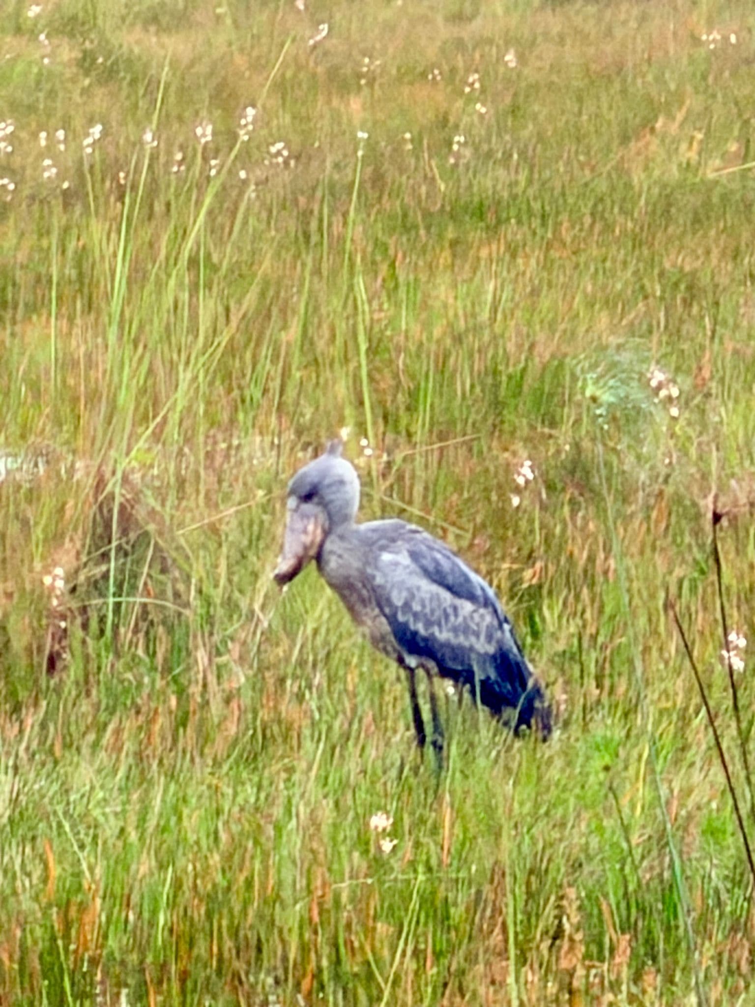 Shoebill stork standing in a grassy marsh in Uganda.