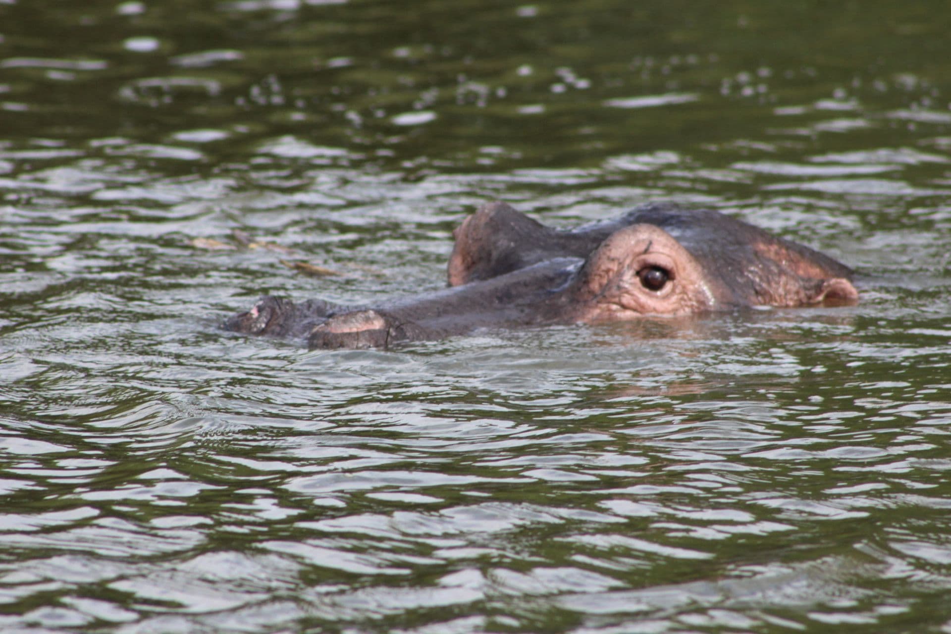 Hippopotamus partly submerged in a river, eyes and nostrils visible as it floats in the water.