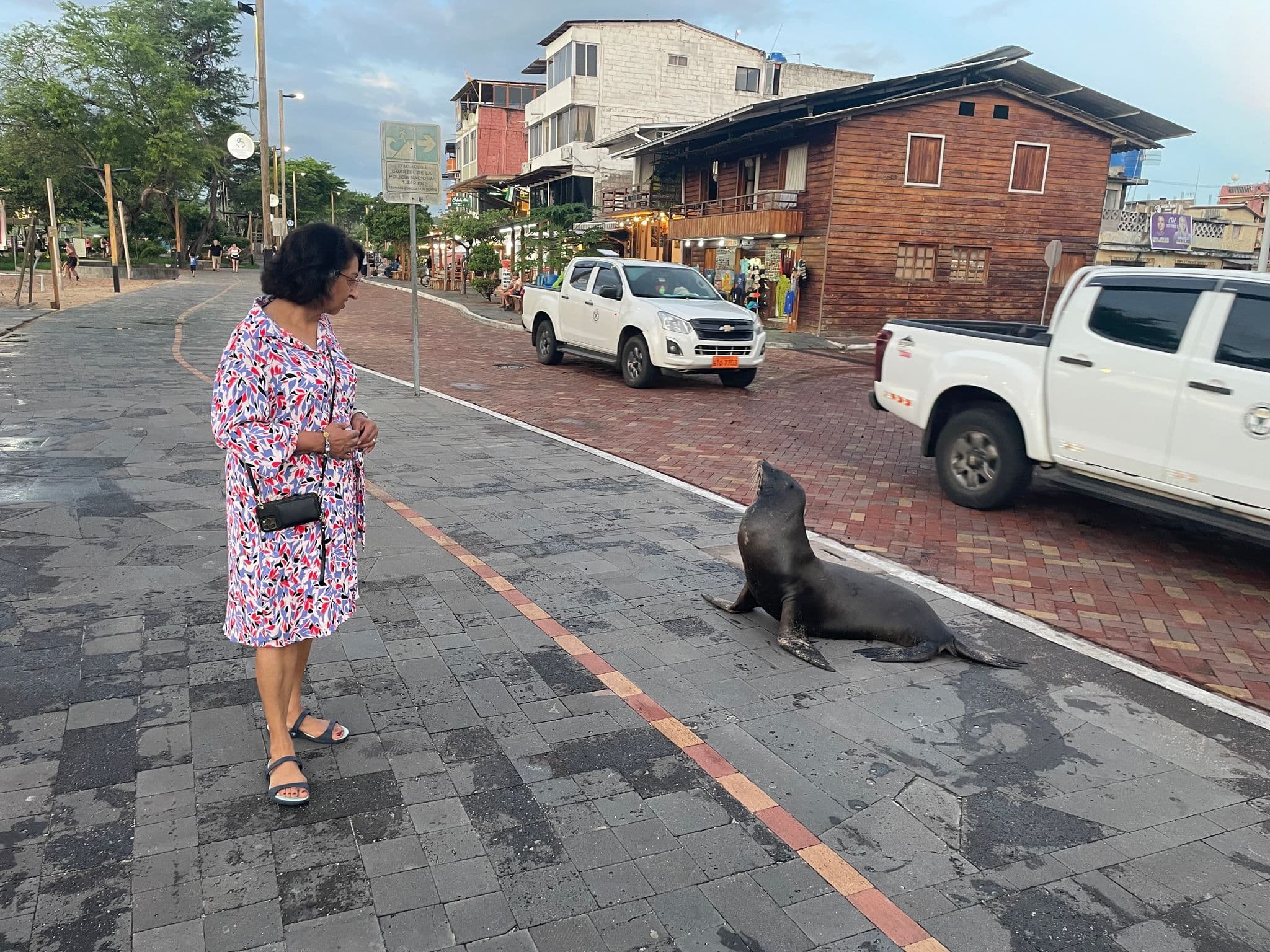 A sea lion resting on a paved town street while a tourist stands nearby on the Galapagos Islands, Ecuador.