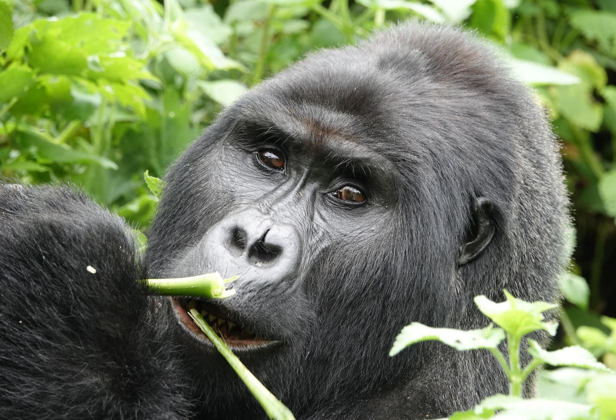 Mountain gorilla chewing a green stalk amid dense foliage in Bwindi Impenetrable Forest, Uganda.