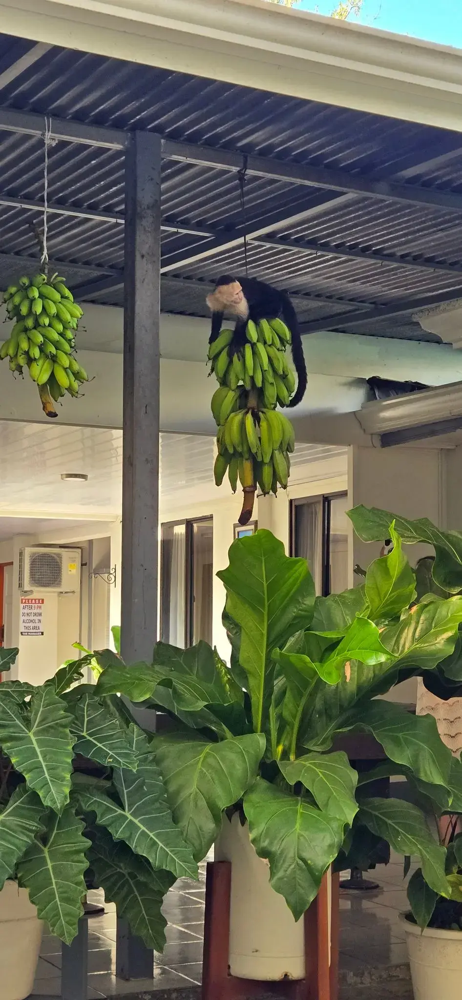 White-faced capuchin monkey perched on a hanging bunch of green bananas under a covered hotel walkway.