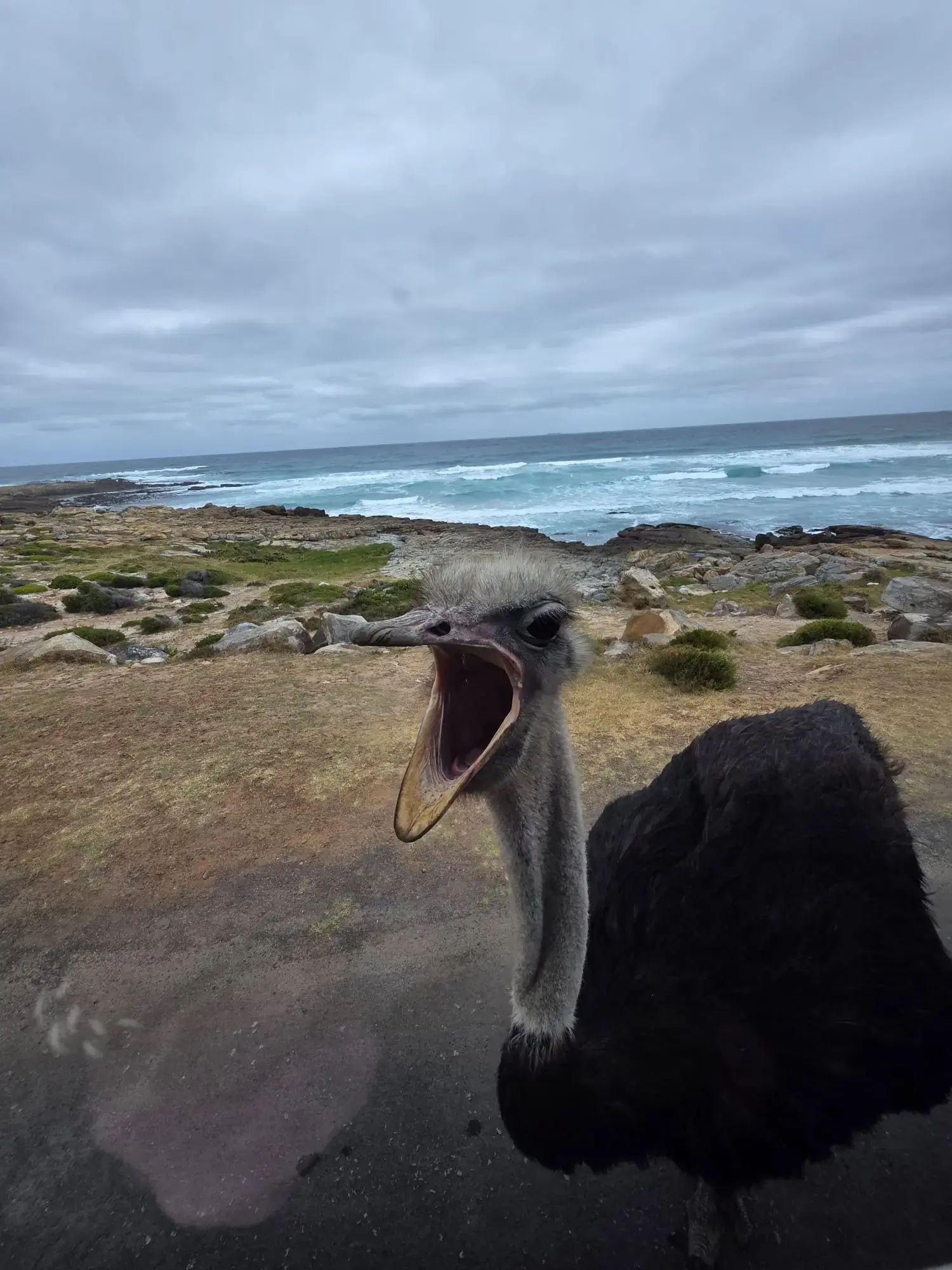 Ostrich with an open beak at a rocky seaside near Cape Town, South Africa.