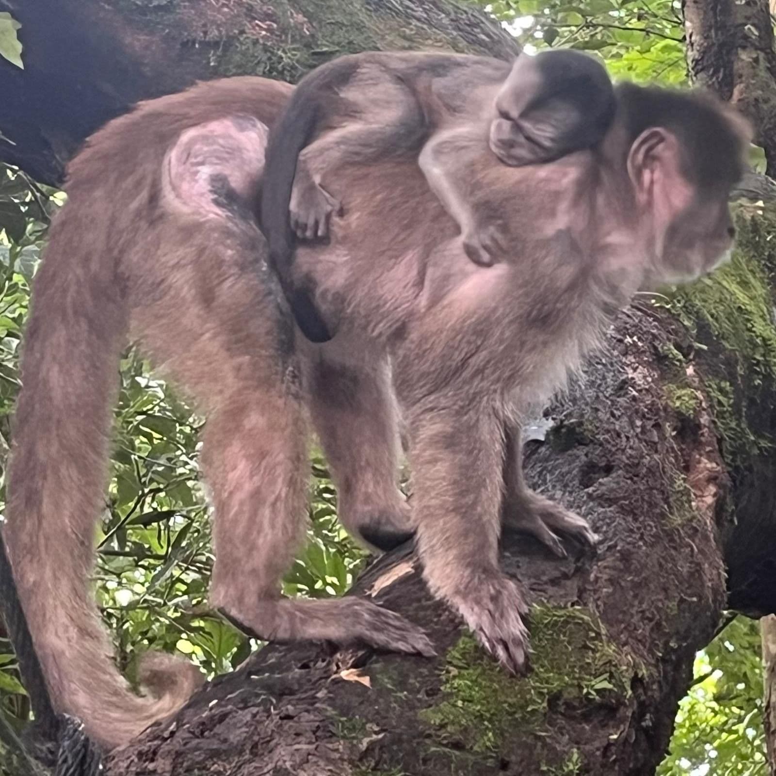 Mother spider monkey with a baby clinging to her back, perched on a mossy tree branch in the Rio Napo near Tena, Ecuador.
