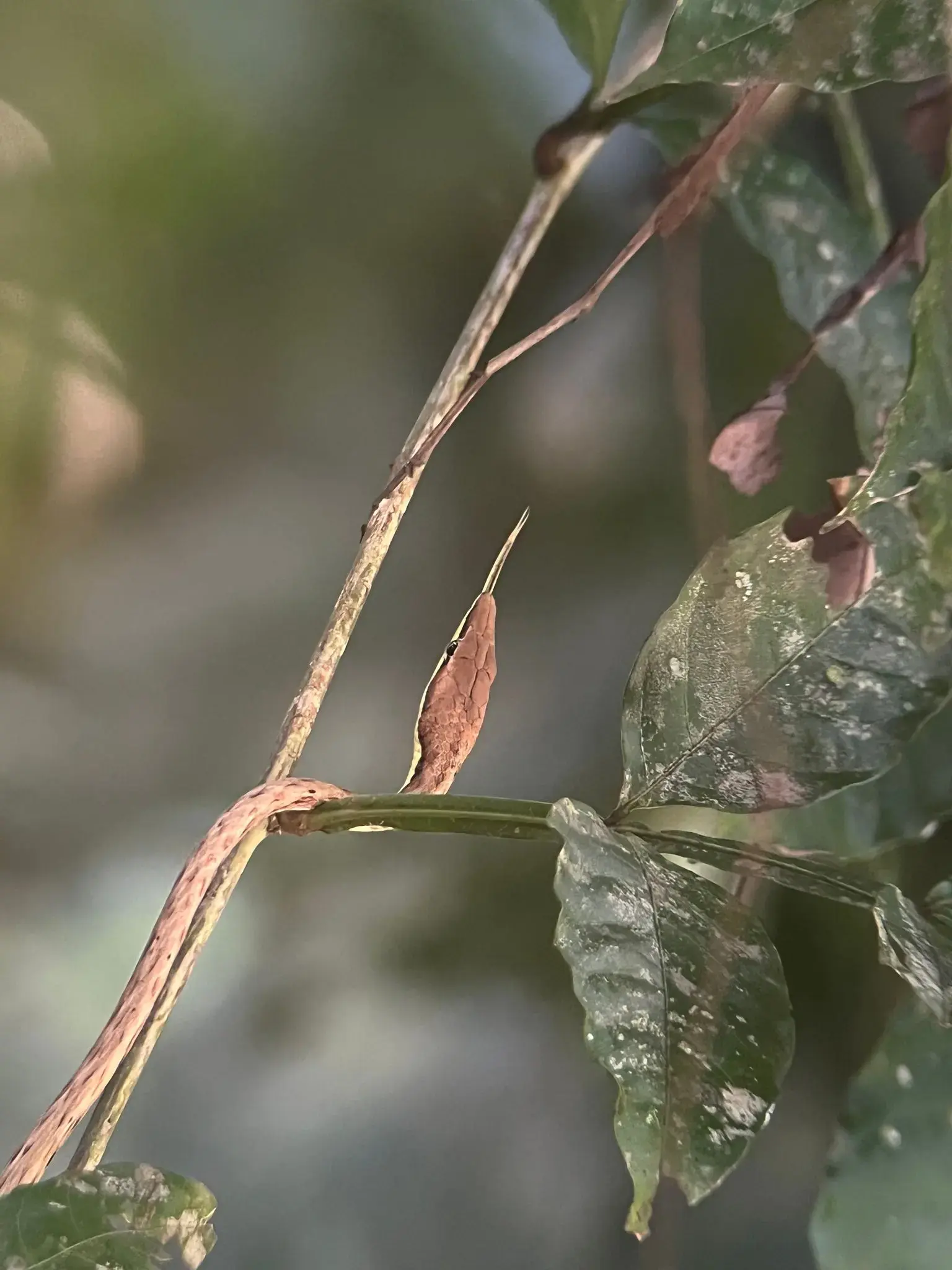 Brown twig-like snake perched on a thin vine among leaves in Manuel Antonio National Park, Costa Rica.