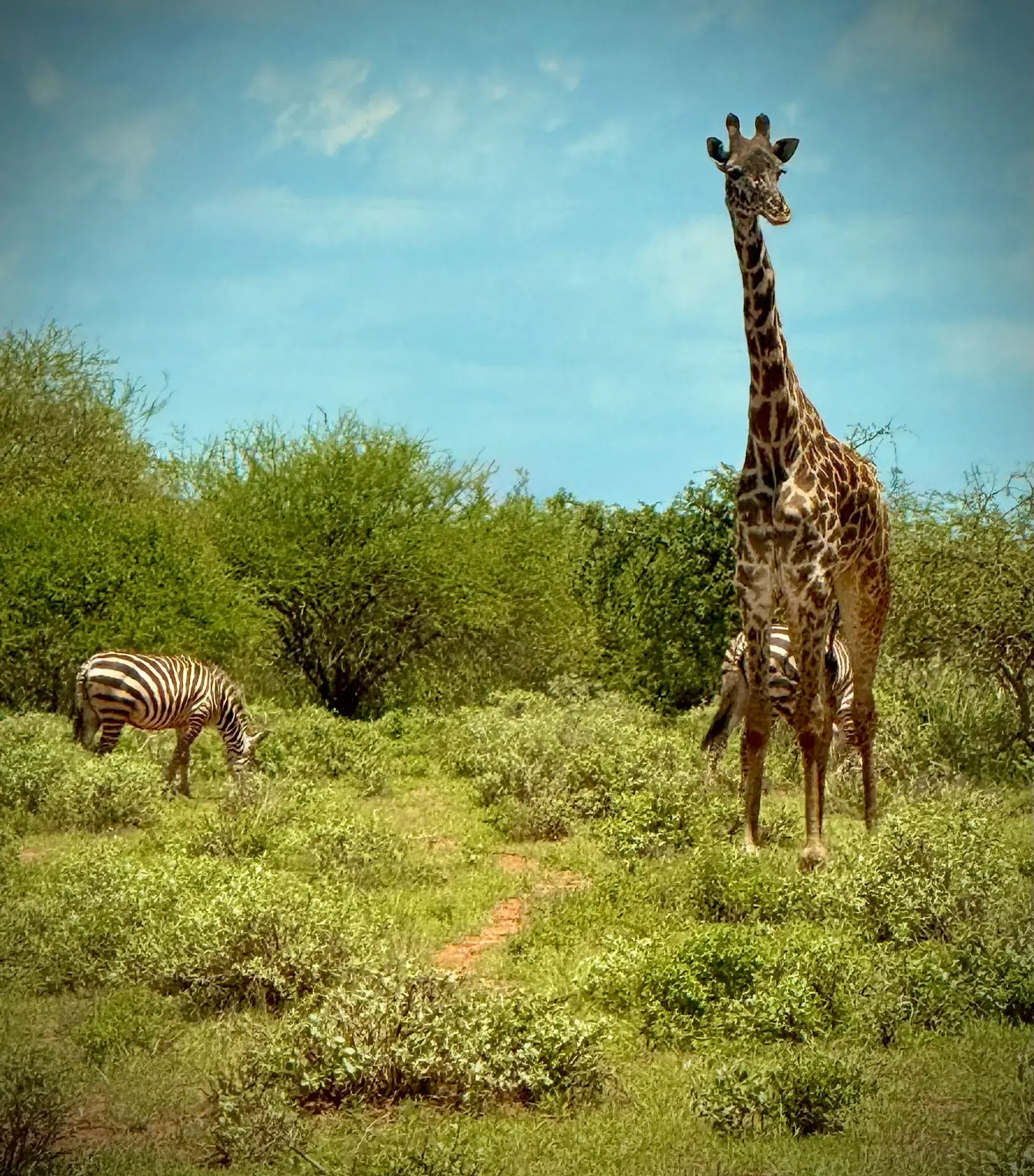 Giraffe standing in green scrub with a zebra grazing nearby in a savanna, photographed on a wildlife trip.