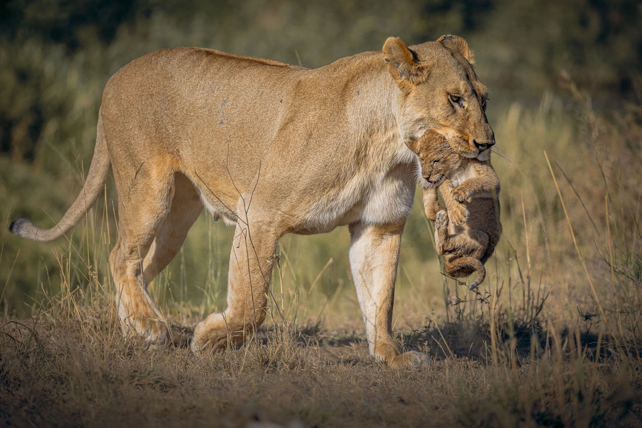 Lioness carrying a cub in her mouth as she walks through dry grass in Serengeti National Park, Tanzania.