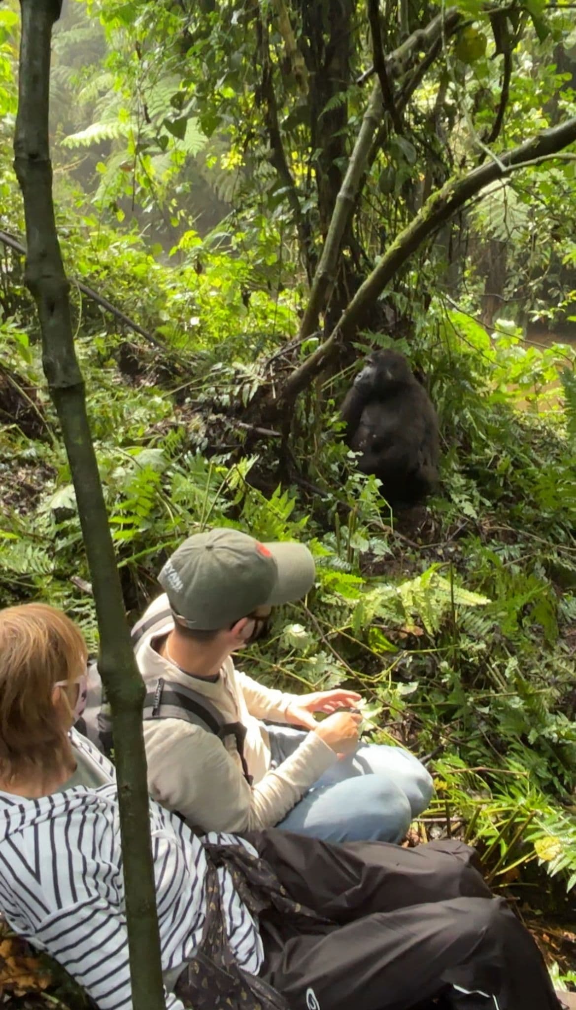 Mountain gorilla and her baby sitting among ferns in the forest while two trekkers watch nearby in Bwindi, Uganda.
