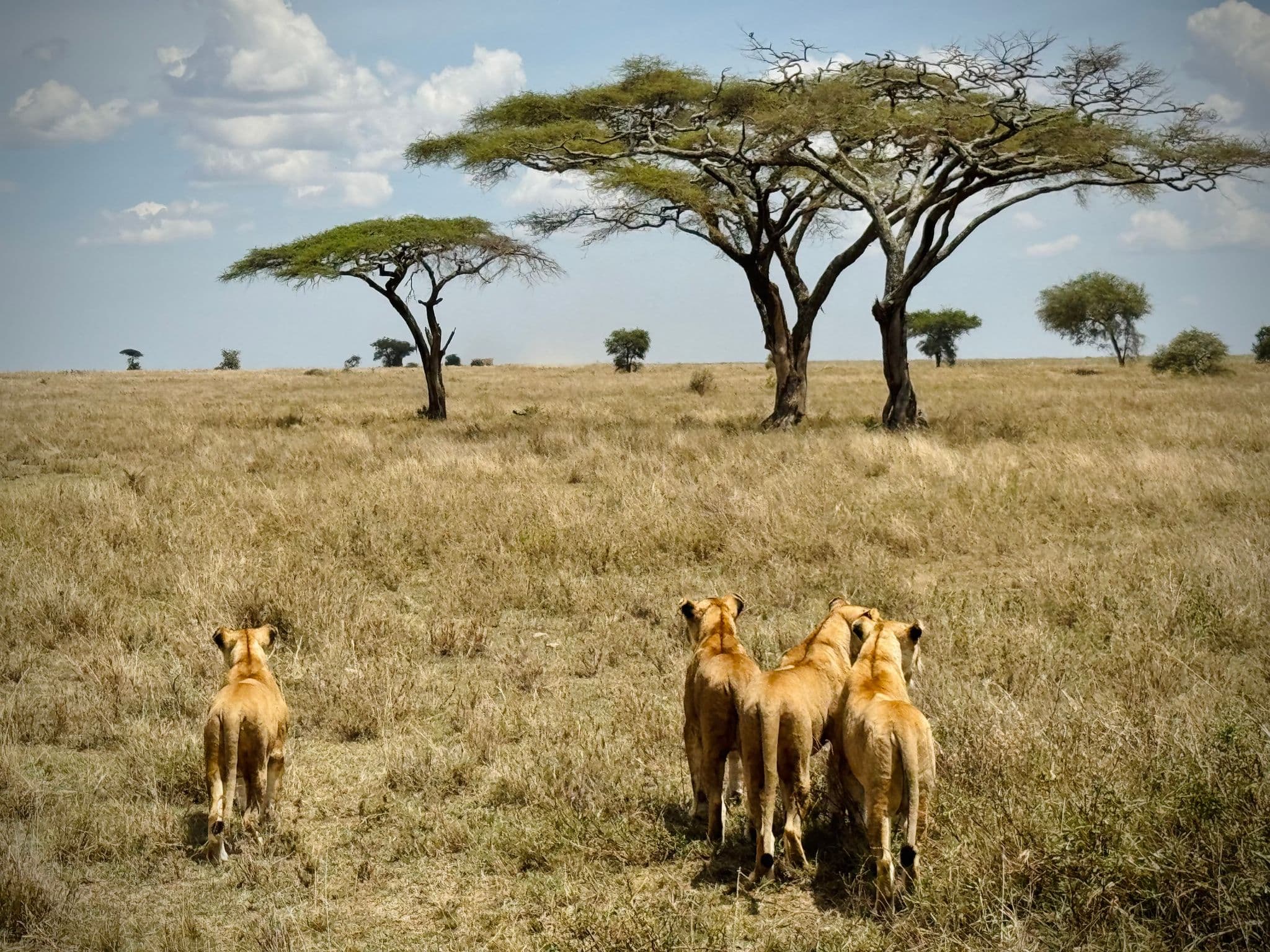 Four lionesses walking across grassy savanna toward acacia trees in Serengeti National Park, Tanzania.