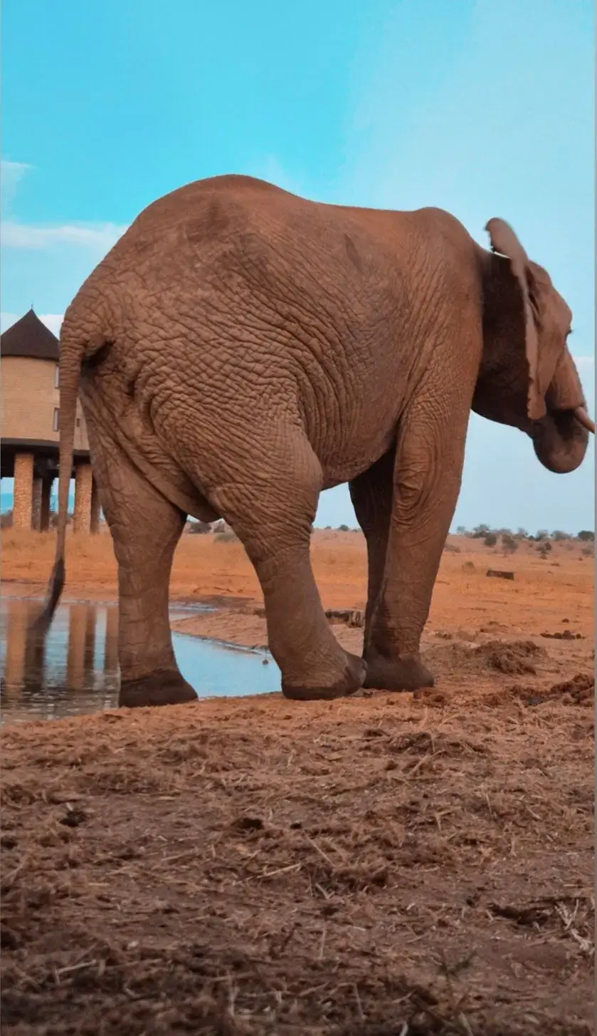 African elephant walking by a waterhole on dry savanna near a safari lodge, Kenya.
