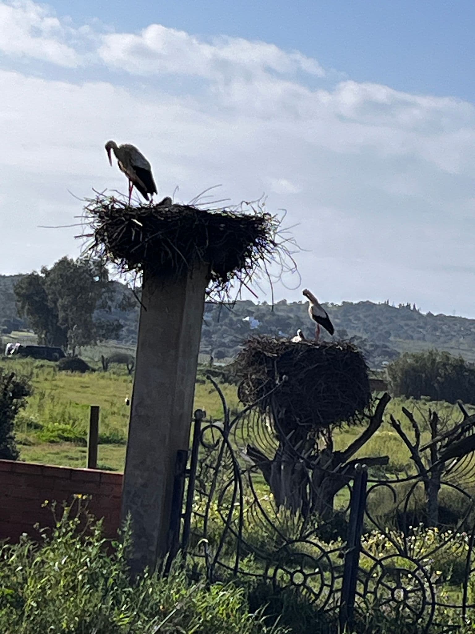 Two white storks standing on large nests atop concrete pillars in a grassy rural field