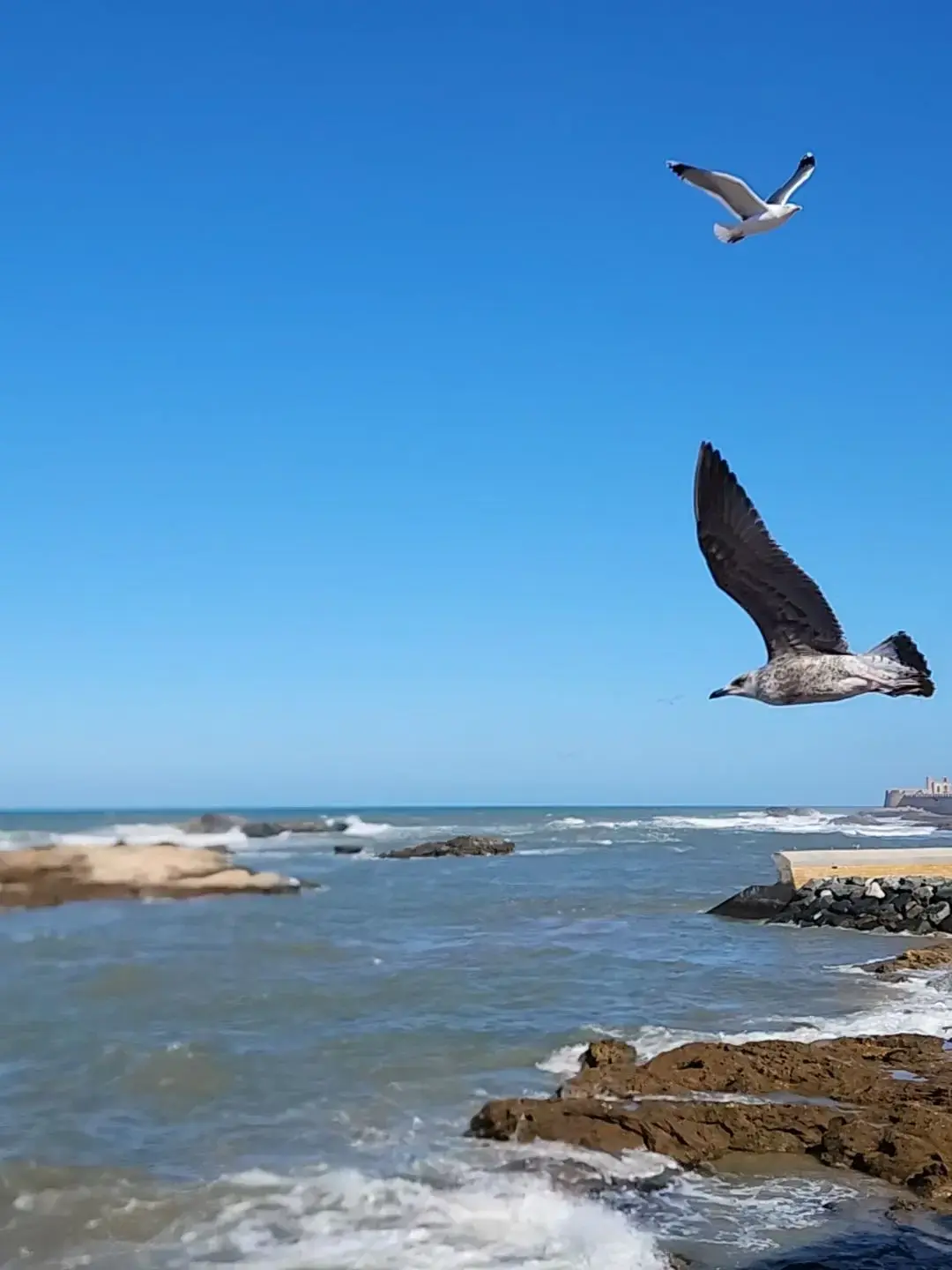 A seagull flying over a rocky shoreline and choppy sea with another gull against a clear blue sky.