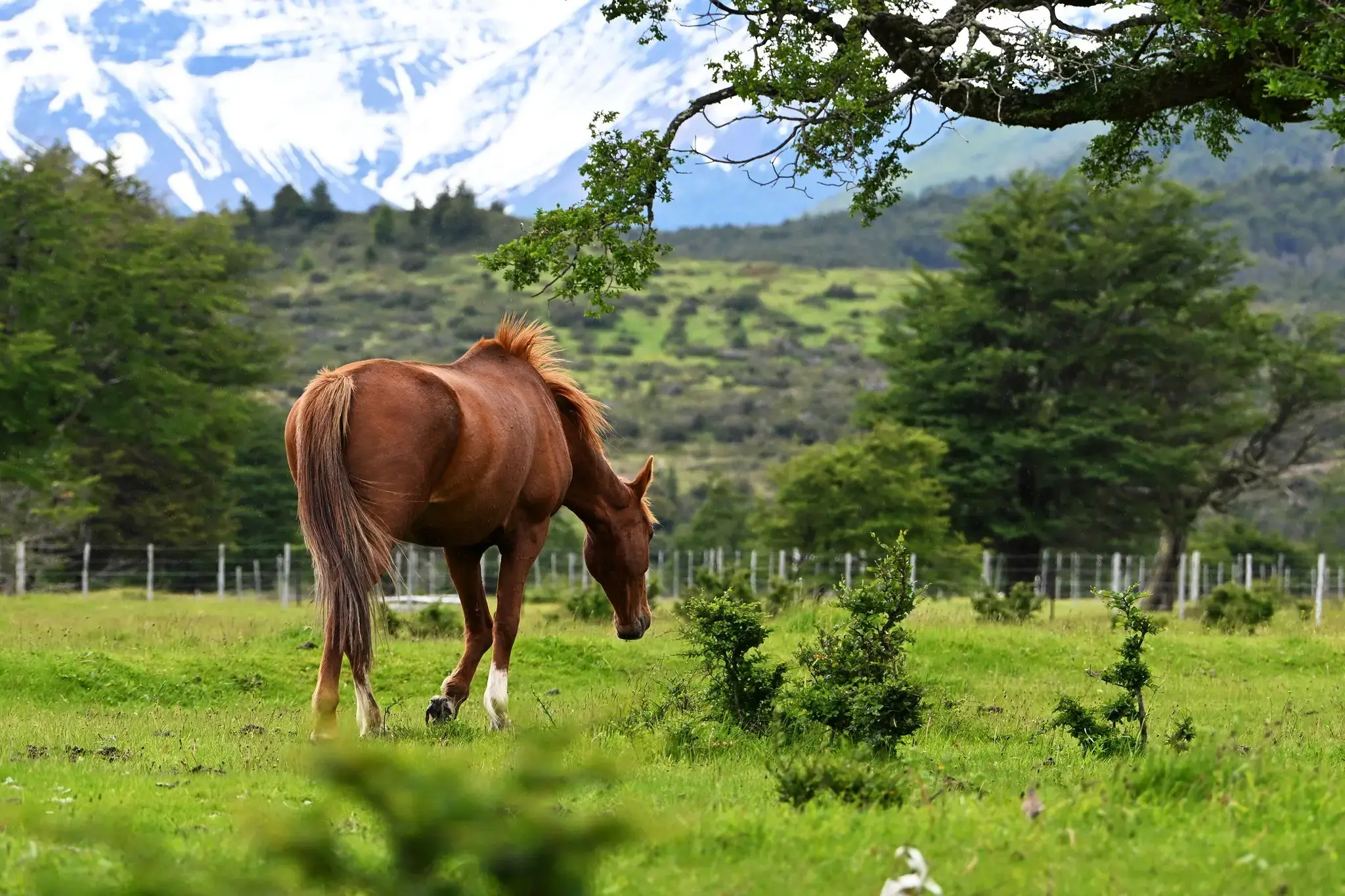A chestnut horse grazing in a grassy field at Estancia Perales, Chilean Patagonia, Chile, with snow-capped mountains in the background.