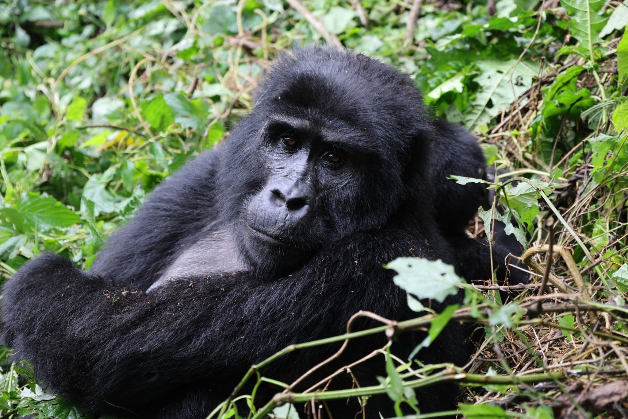 Mountain gorilla lying among dense greenery in Bwindi Impenetrable Forest, Uganda during a gorilla trekking trip.