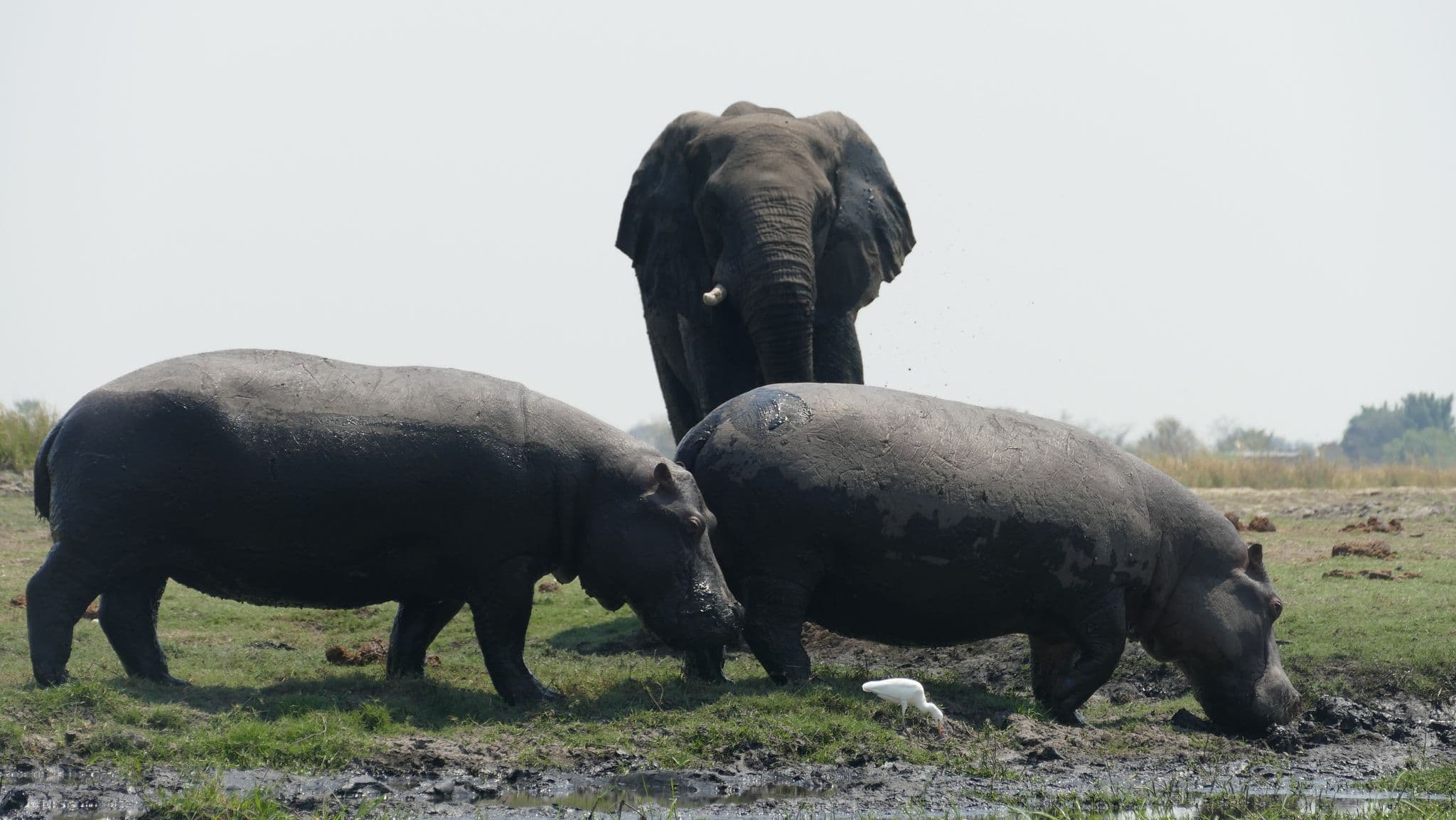Elephant standing behind two hippos at a muddy water edge in Chobe National Park, Botswana.