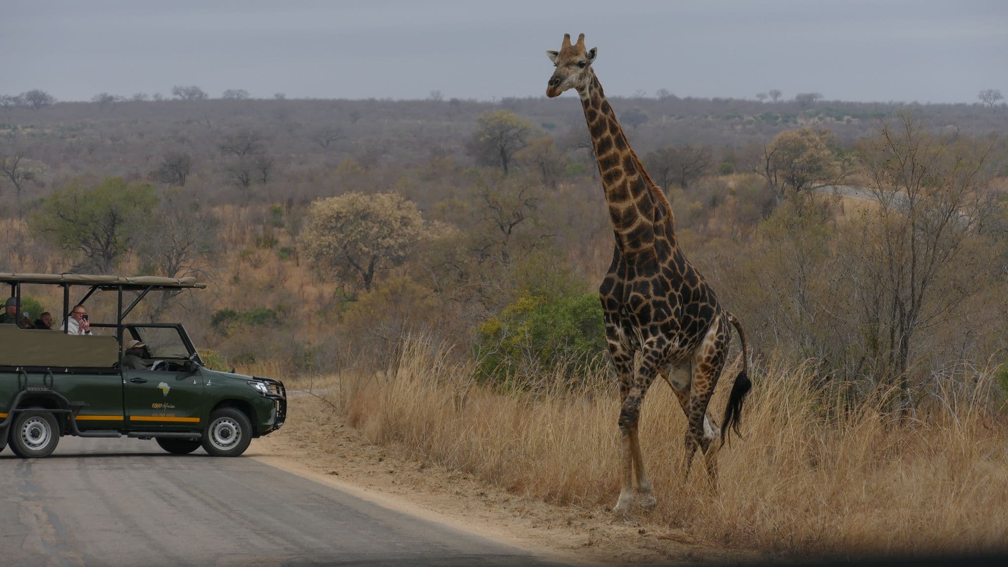 Giraffe standing beside a road as a safari vehicle with tourists photographs it in Kruger National Park, South Africa.