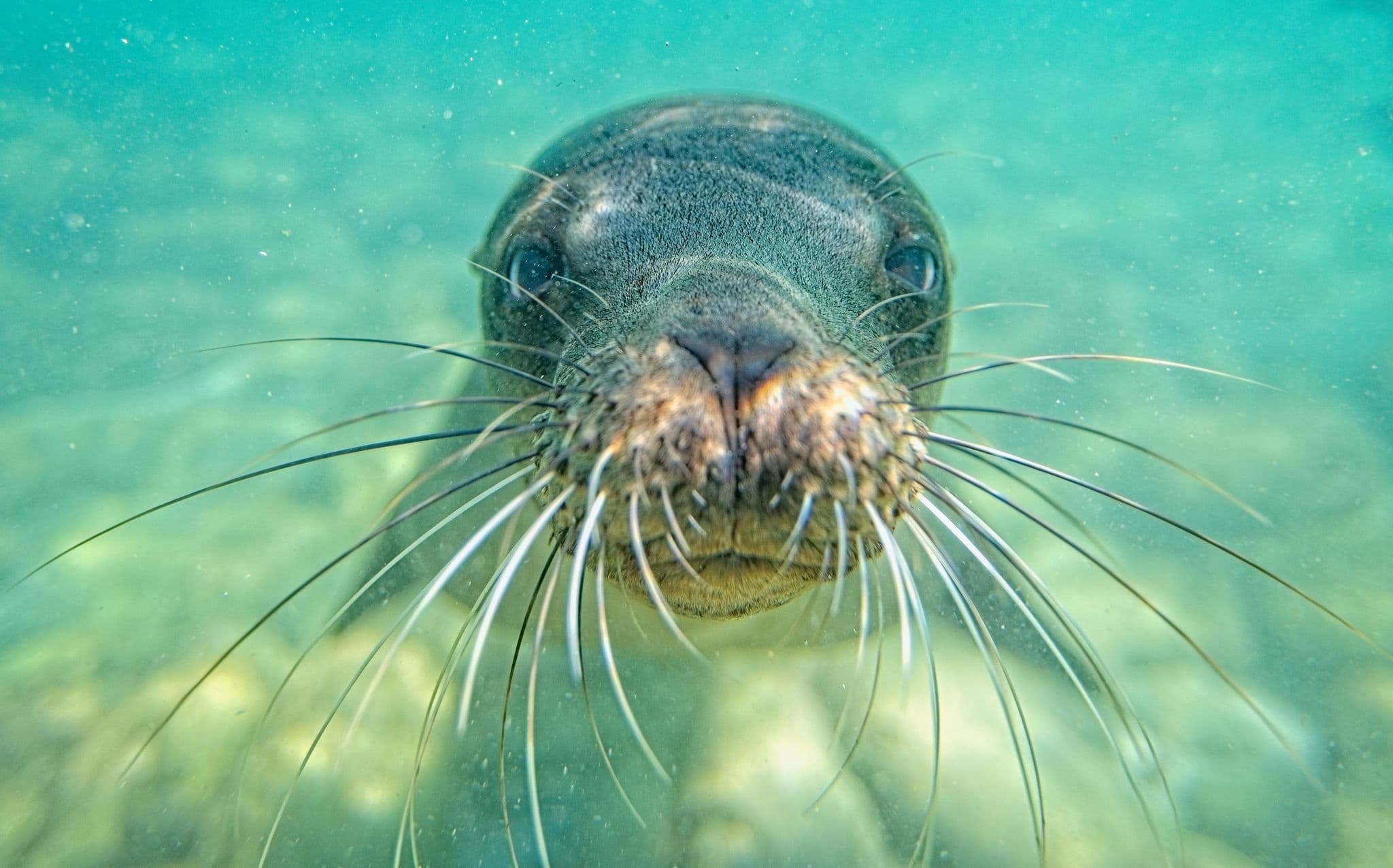 Curious seal pressing its whiskered snout against the camera underwater during a snorkeling trip.