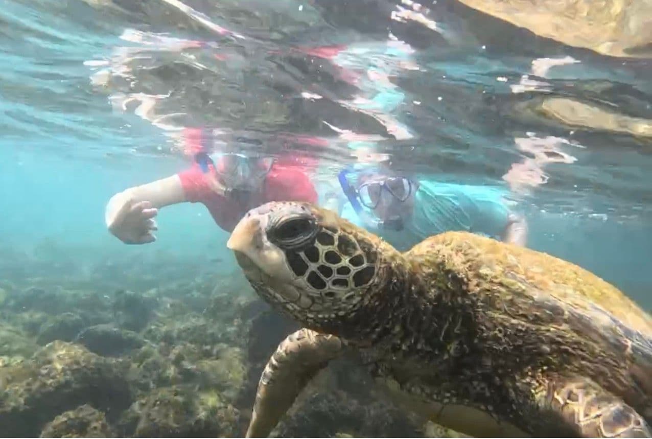 Green sea turtle swimming close to snorkelers in clear water at the Galápagos Islands, Ecuador.