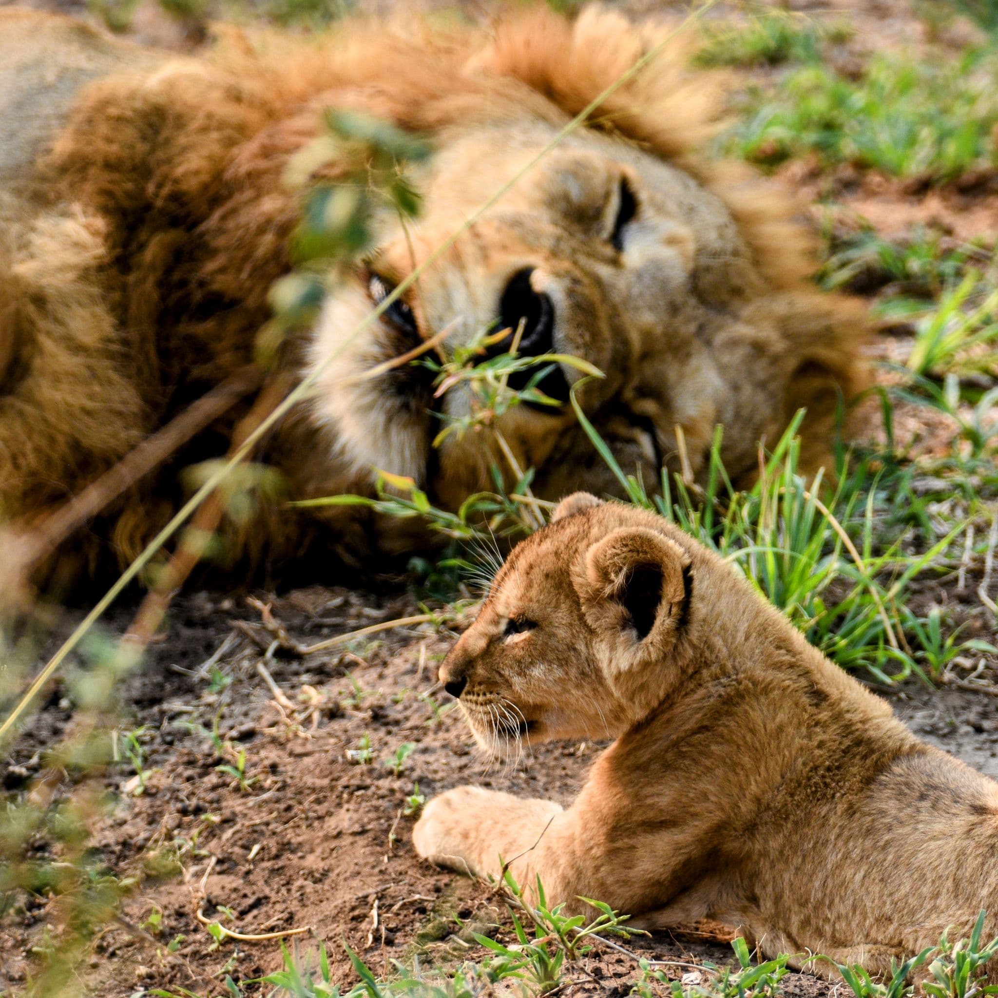 Lion cub resting in the grass with an adult male lion lying behind in the Serengeti, Tanzania.