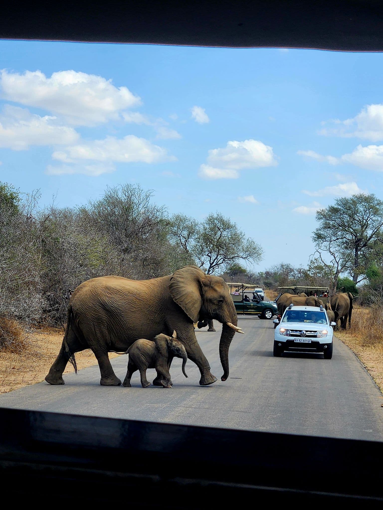 A mother and baby elephant crossing a paved road past safari vehicles in a South African game park.