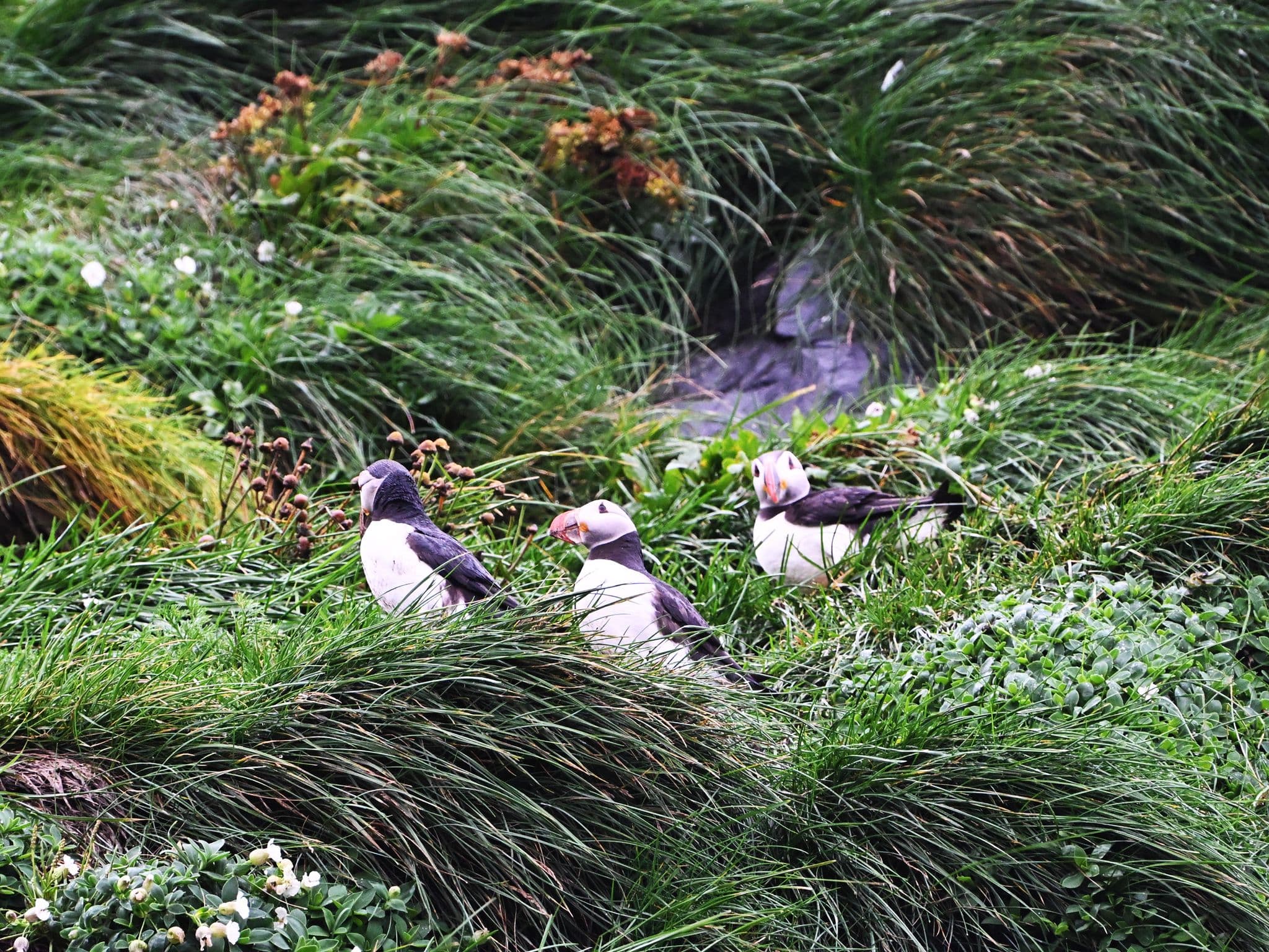 Puffins resting on grassy basalt cliffs above Reynisfjara black?sand beach, South Coast, Iceland.