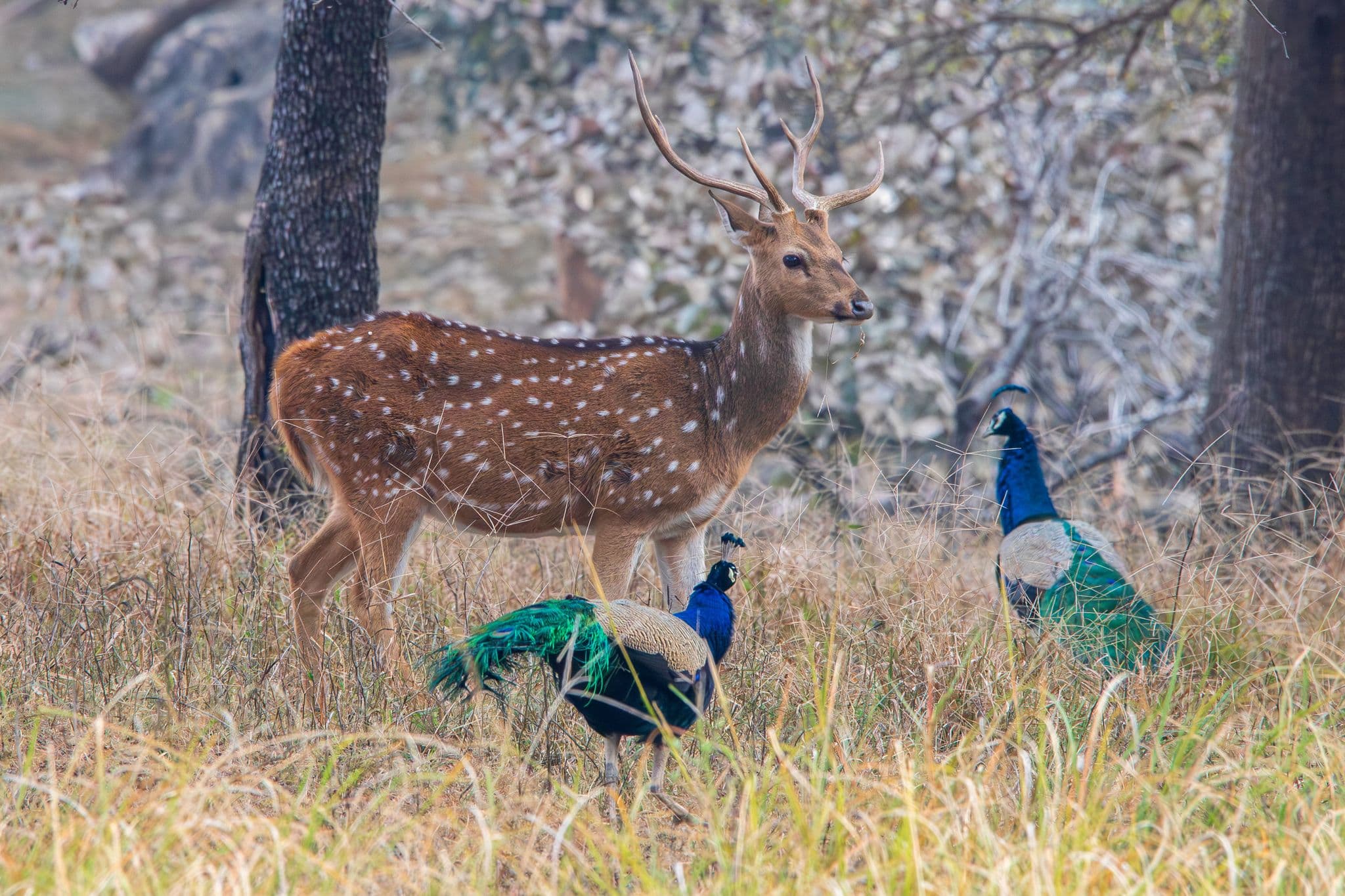 Spotted chital deer standing in dry grass beside two Indian peafowl in Ranthambore National Park, Rajasthan, India.