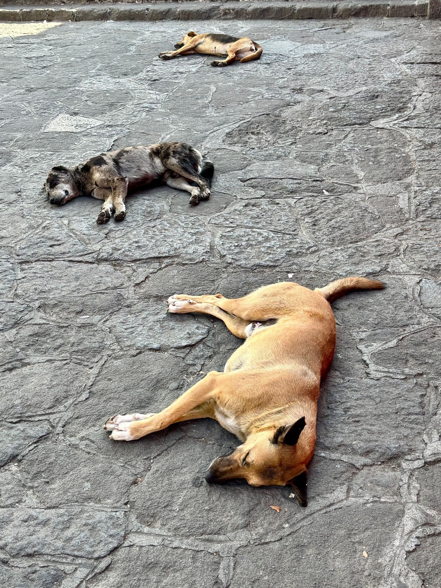 Three street dogs lying on stone pavement in Santiago Atitlán, Lake Atitlán region, Guatemala.